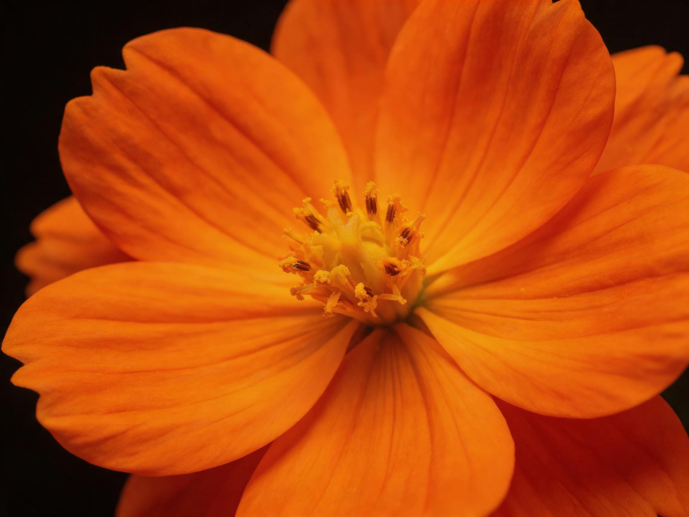 A vibrant orange flower with layered petals and a central stamen
