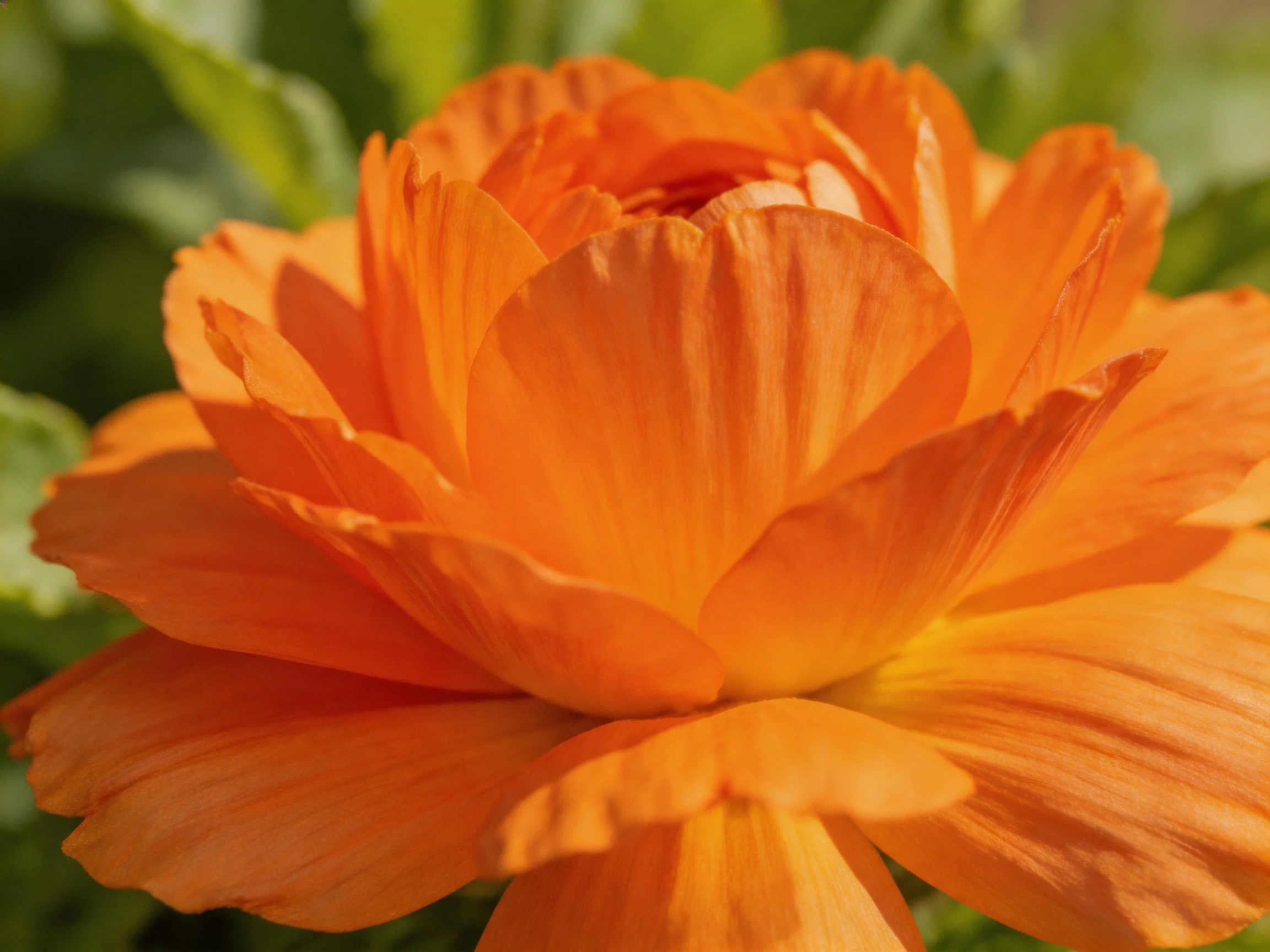 A vibrant orange flower with layered petals and green foliage