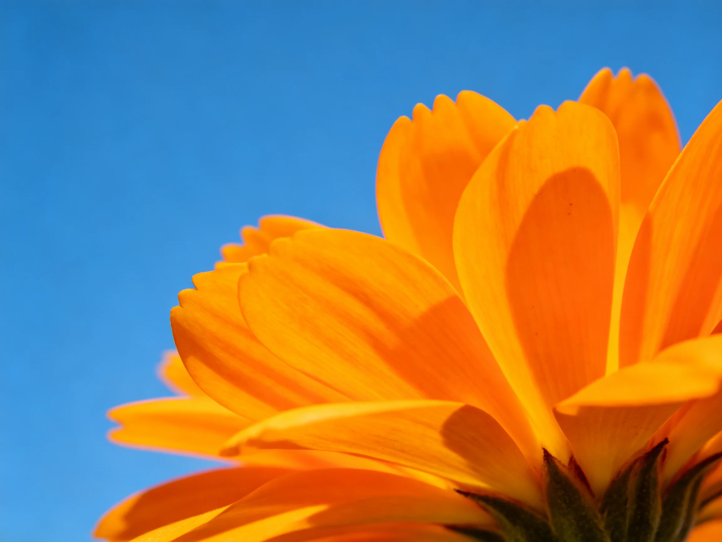 A vibrant orange flower with petals against a clear blue sky