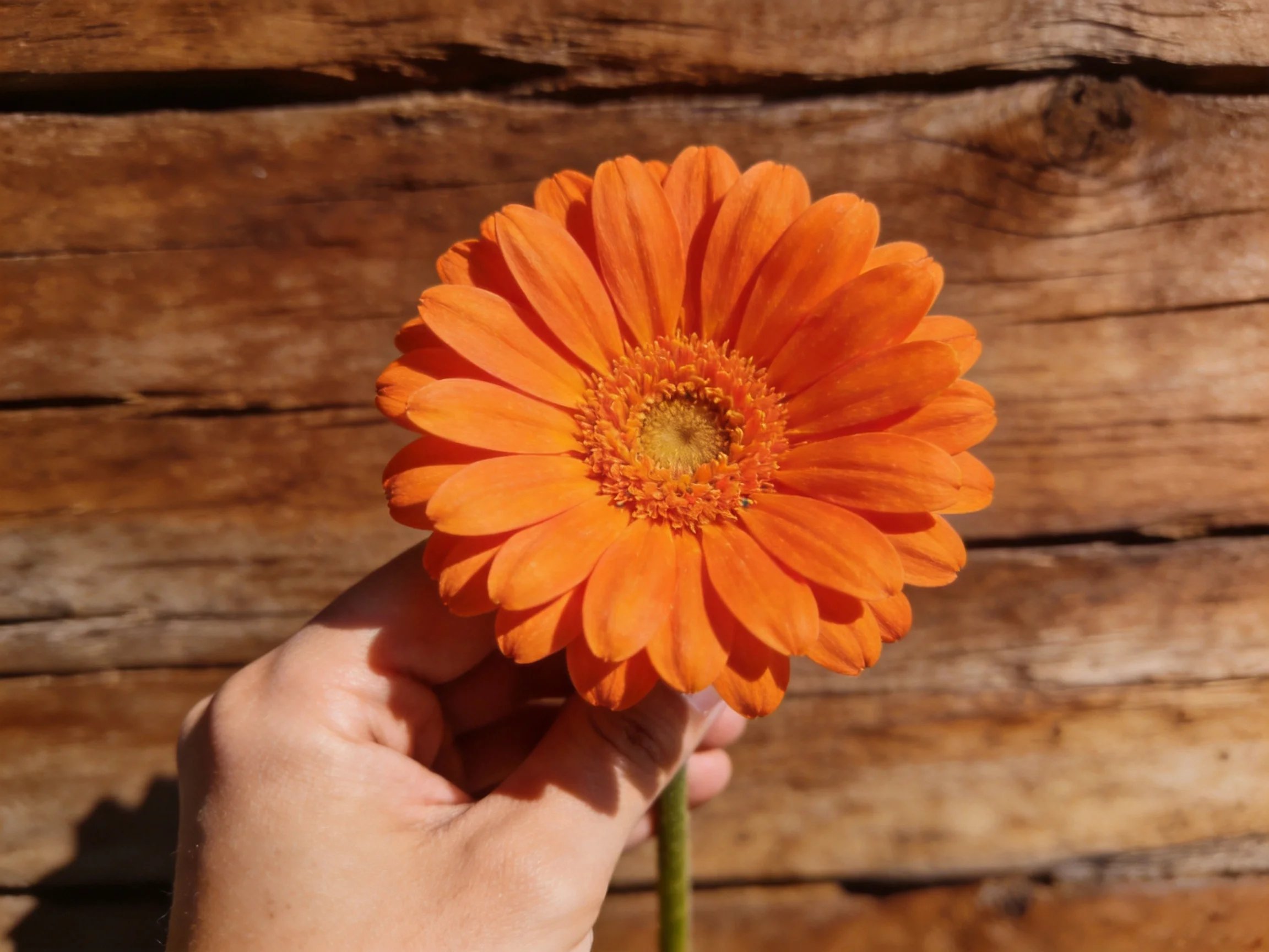 A vibrant orange gerbera daisy held before a rustic wooden backdrop