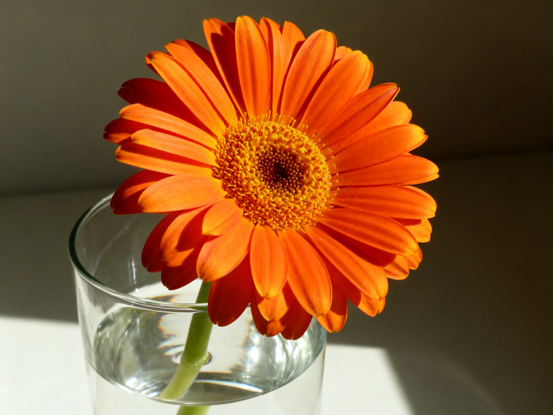 A vibrant orange gerbera daisy in a clear glass of water