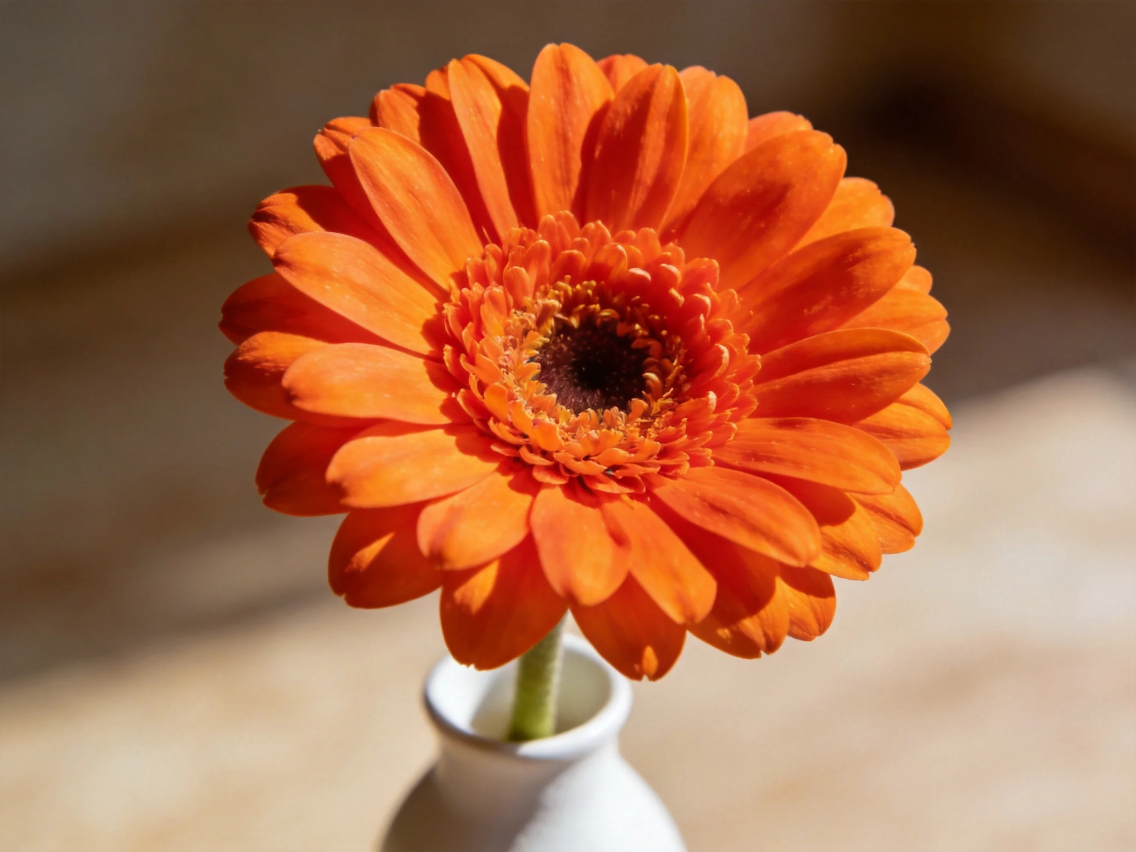 A vibrant orange gerbera flower in a small white vase