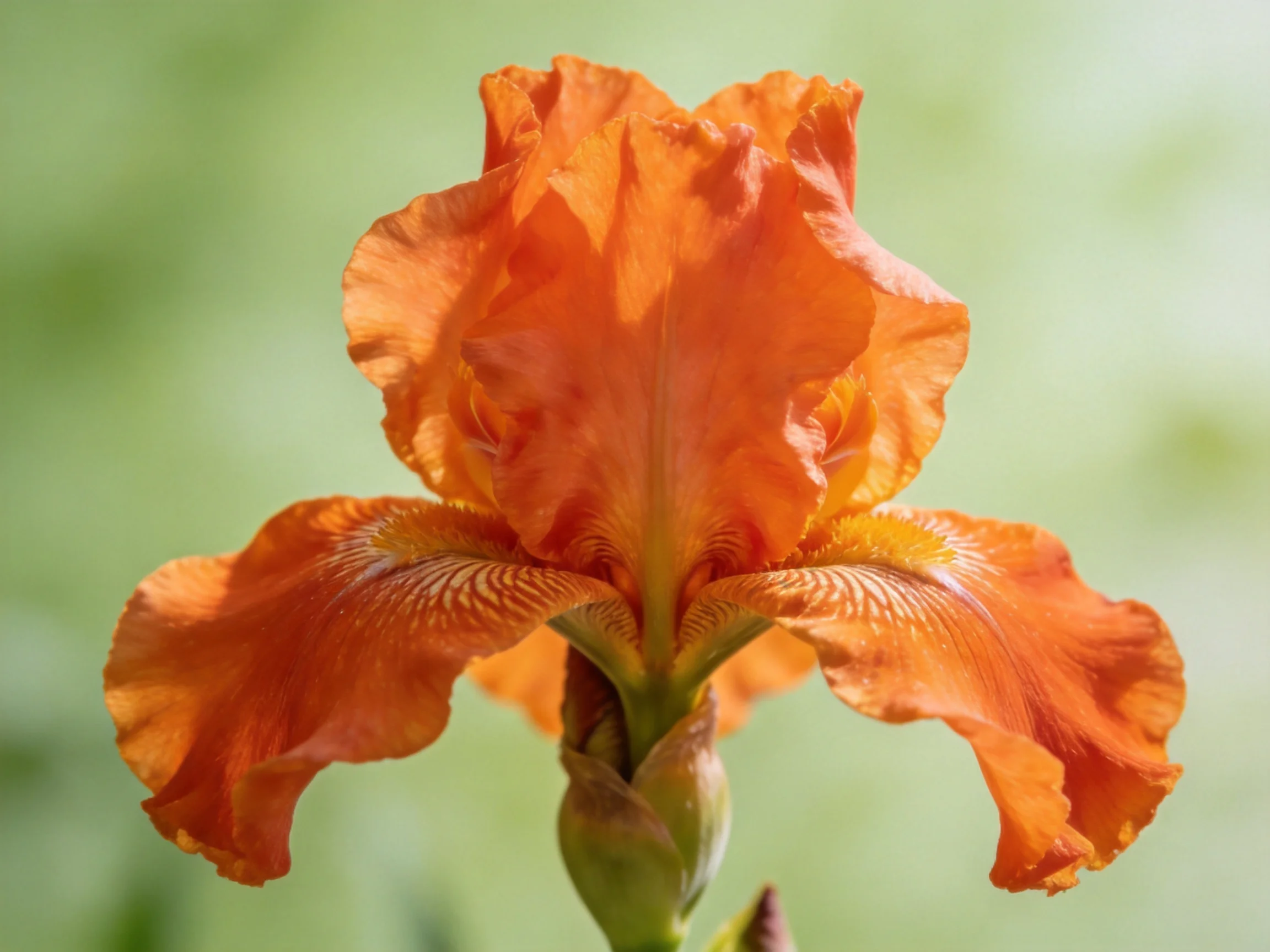 A vibrant orange iris with layered petals
