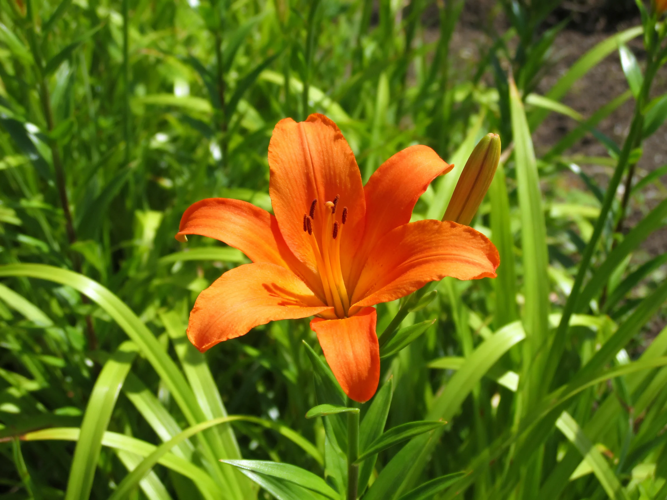 A vibrant orange lily blooms amid lush green foliage