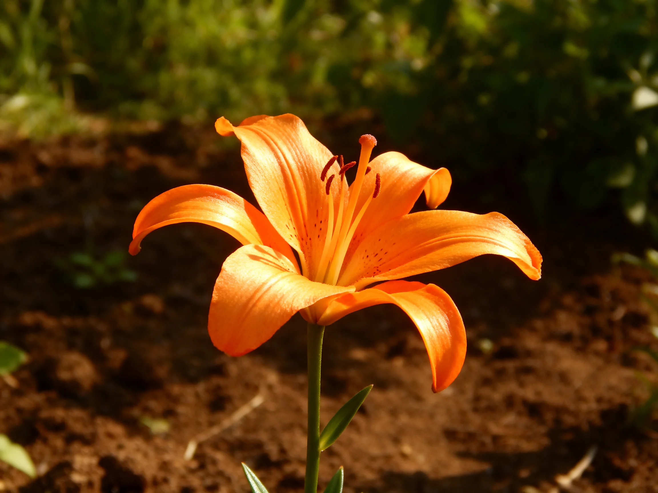 A vibrant orange lily blooms near dark soil and greenery