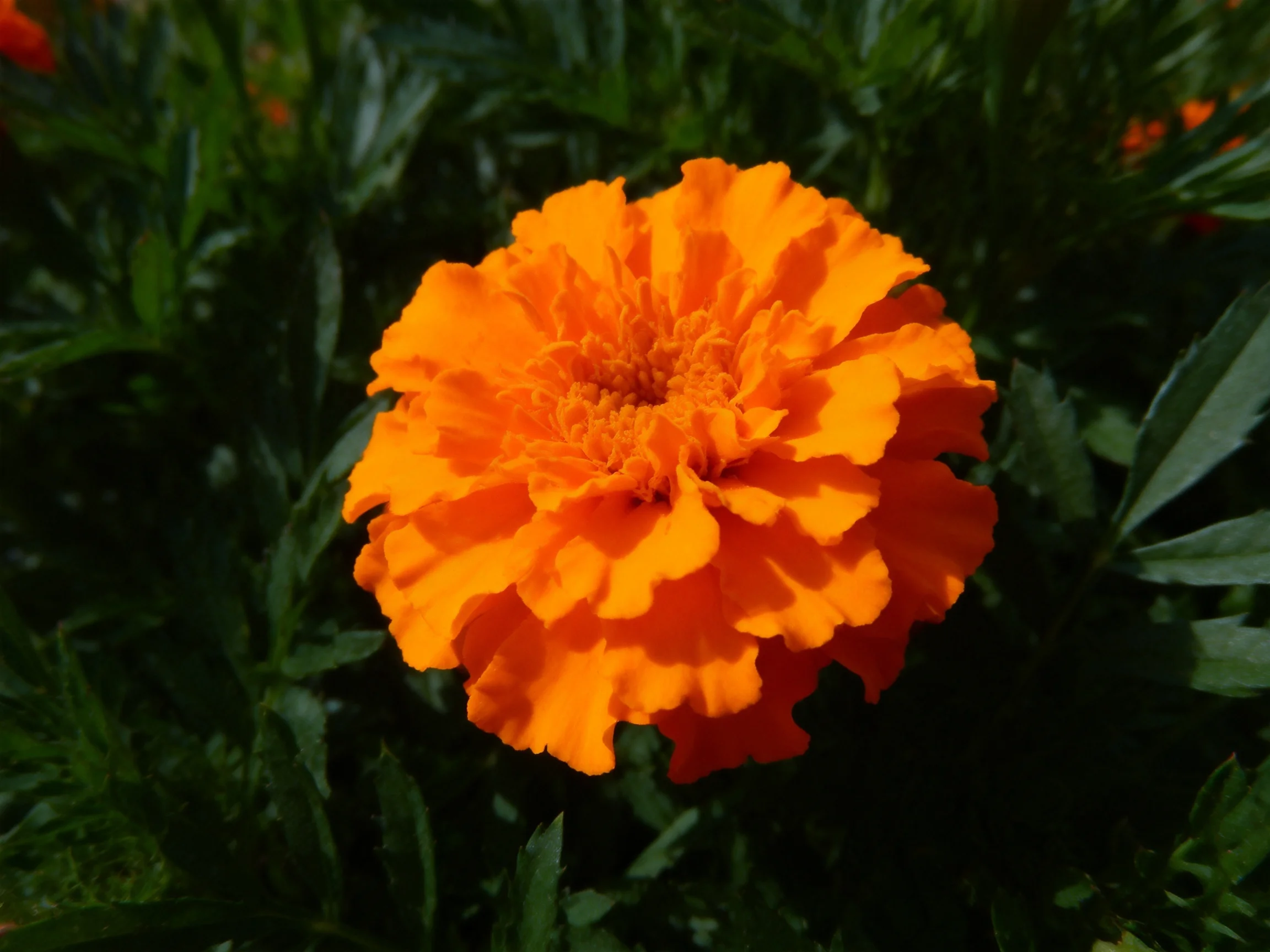 A vibrant orange marigold blooms amid dark green foliage