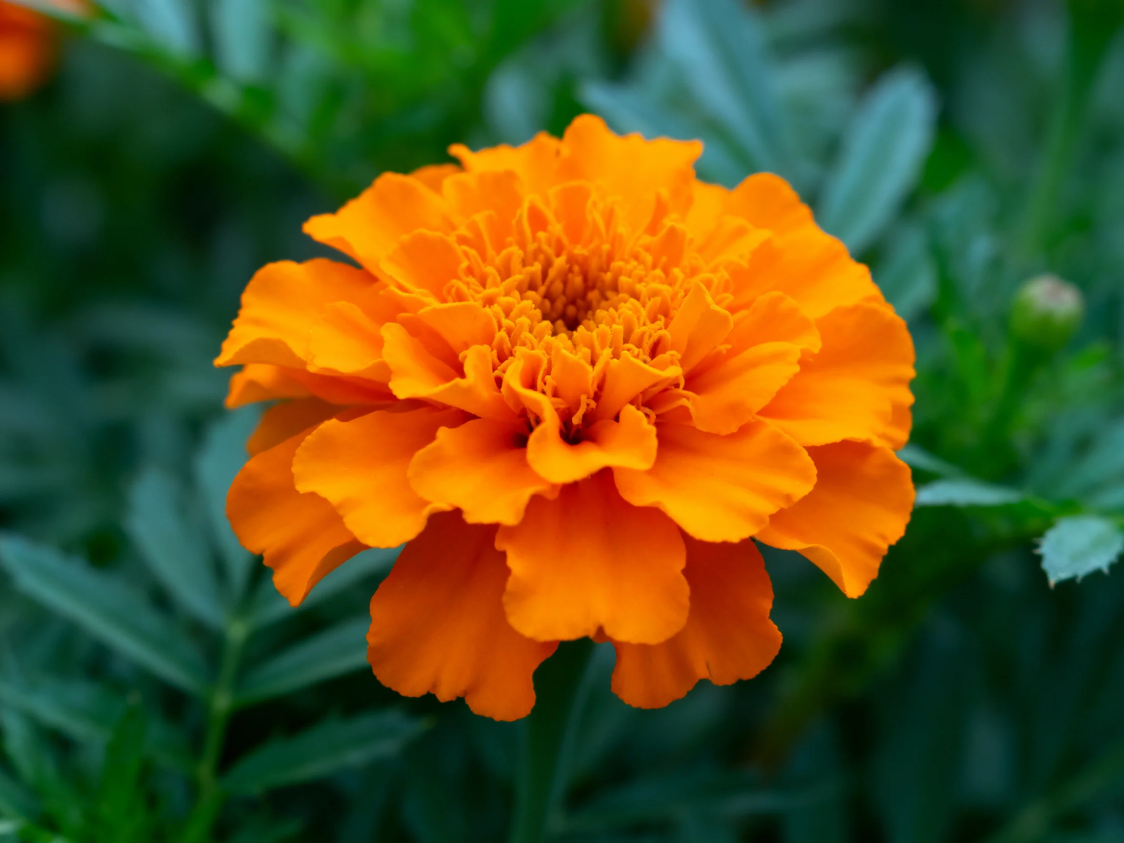 A vibrant orange marigold blooms amid lush green foliage