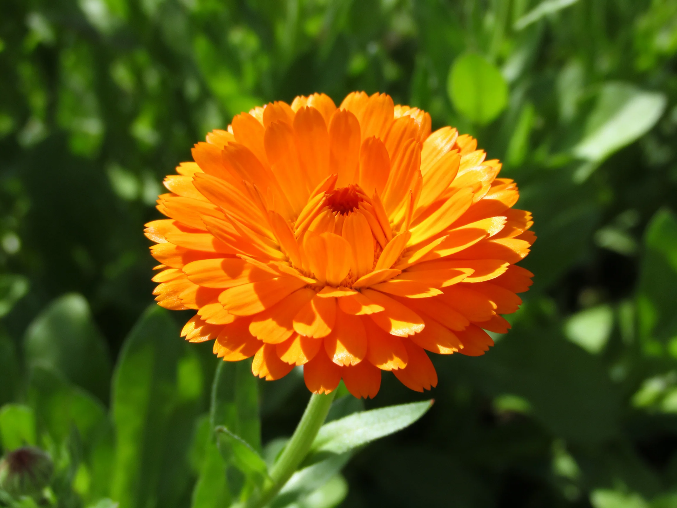 A vibrant orange marigold blooms amidst lush green foliage