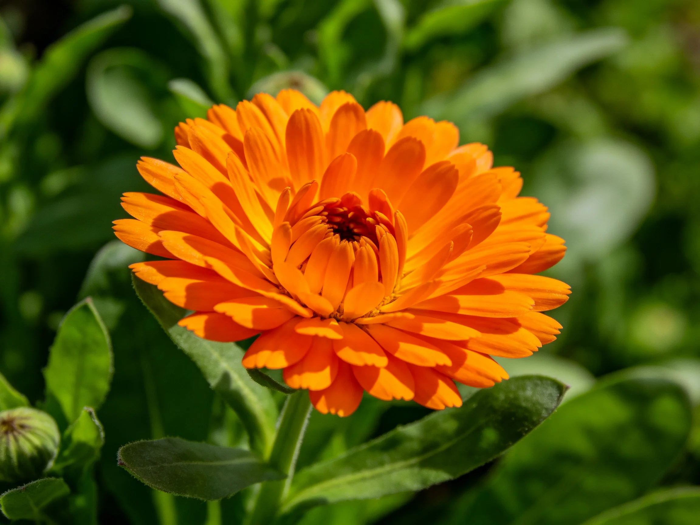 A vibrant orange marigold blooms amidst lush green foliage