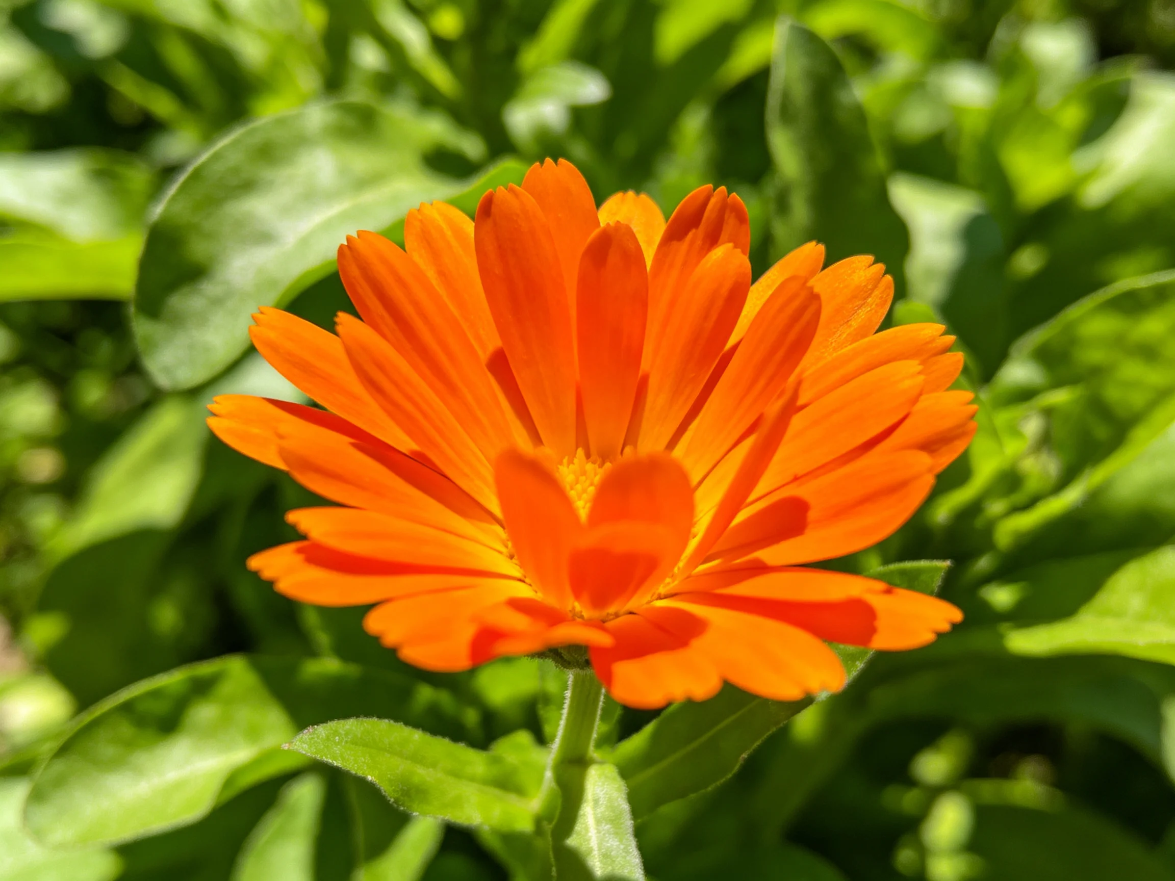A vibrant orange marigold flower amid lush green foliage