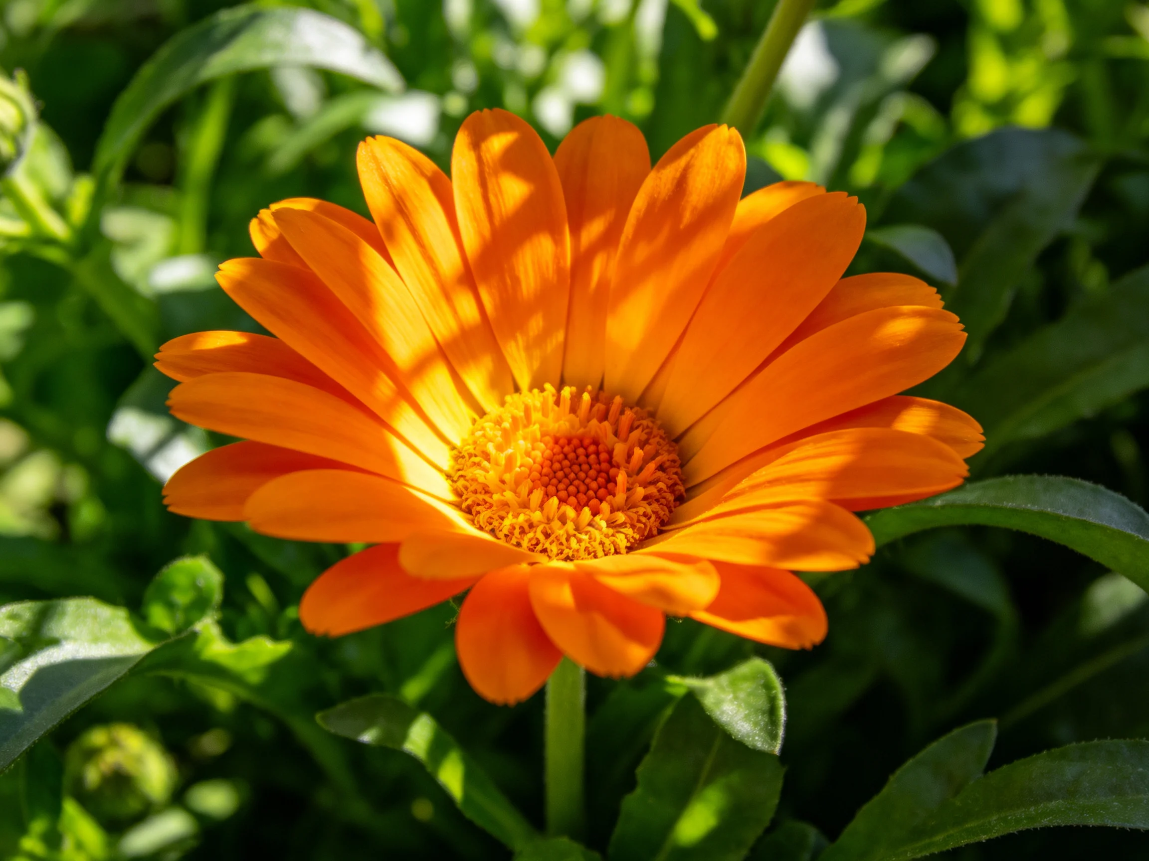 A vibrant orange marigold flower amid lush green foliage