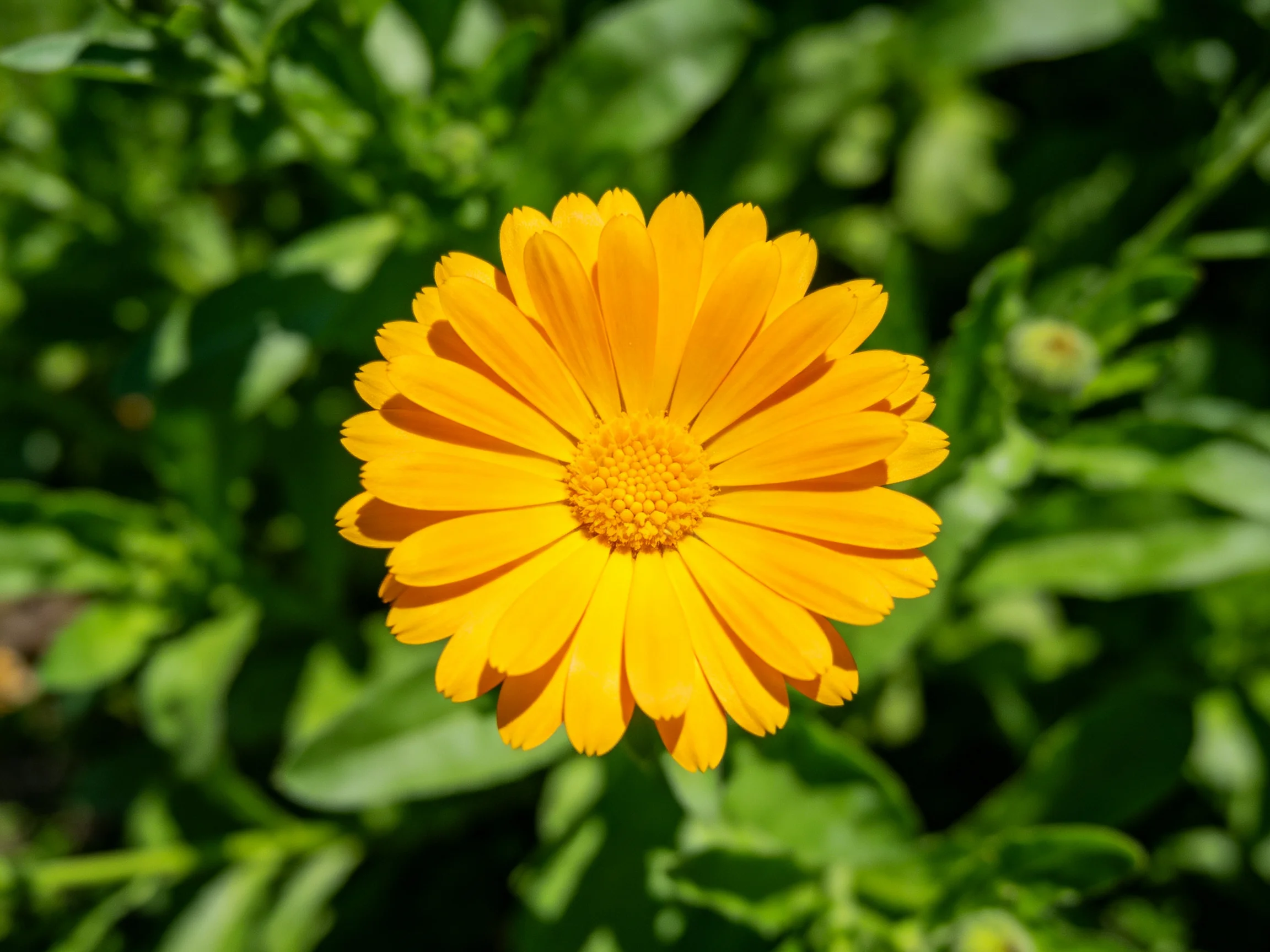 A vibrant orange marigold flower centered among lush green leaves