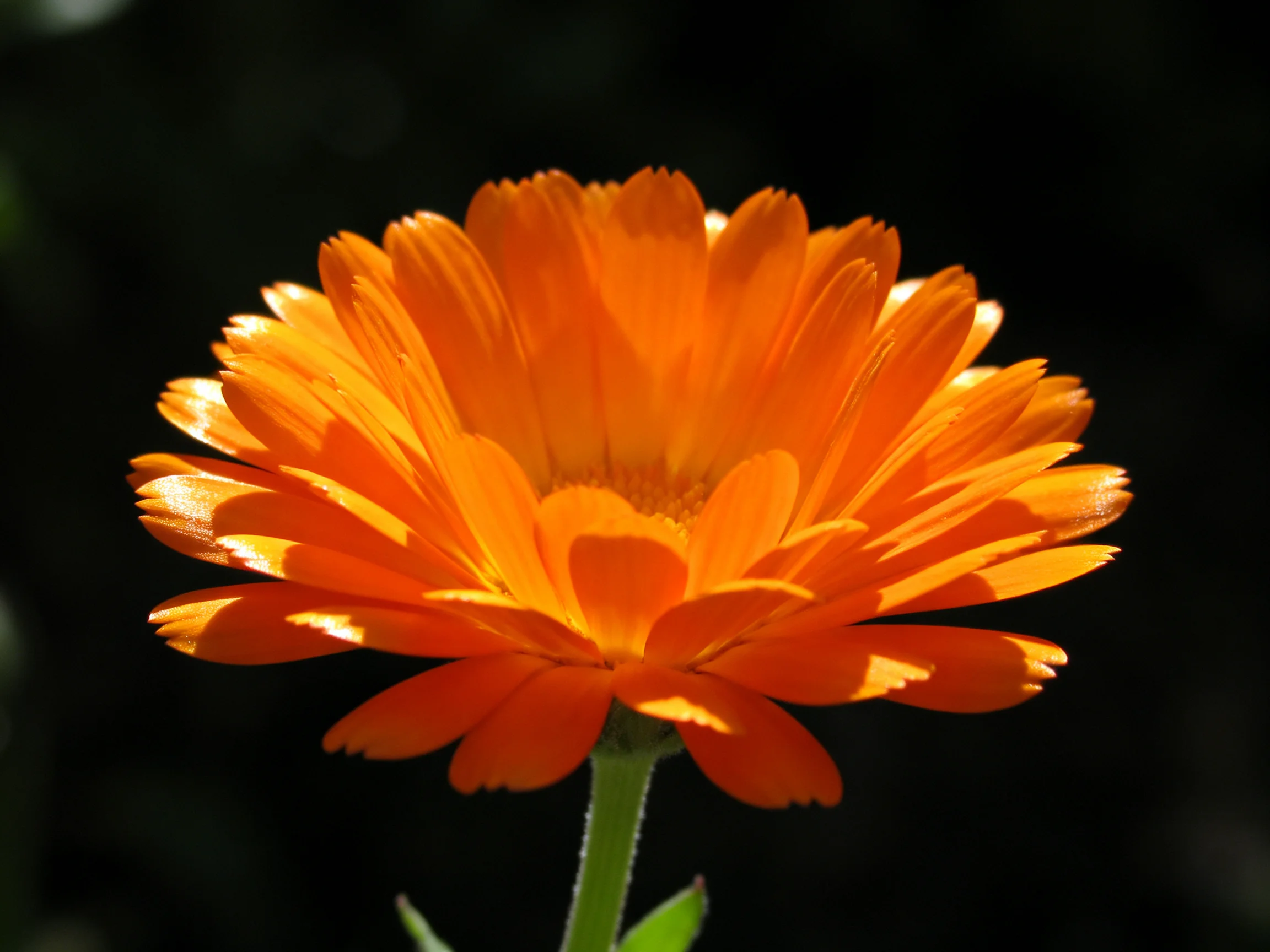 A vibrant orange marigold flower illuminated by sunlight