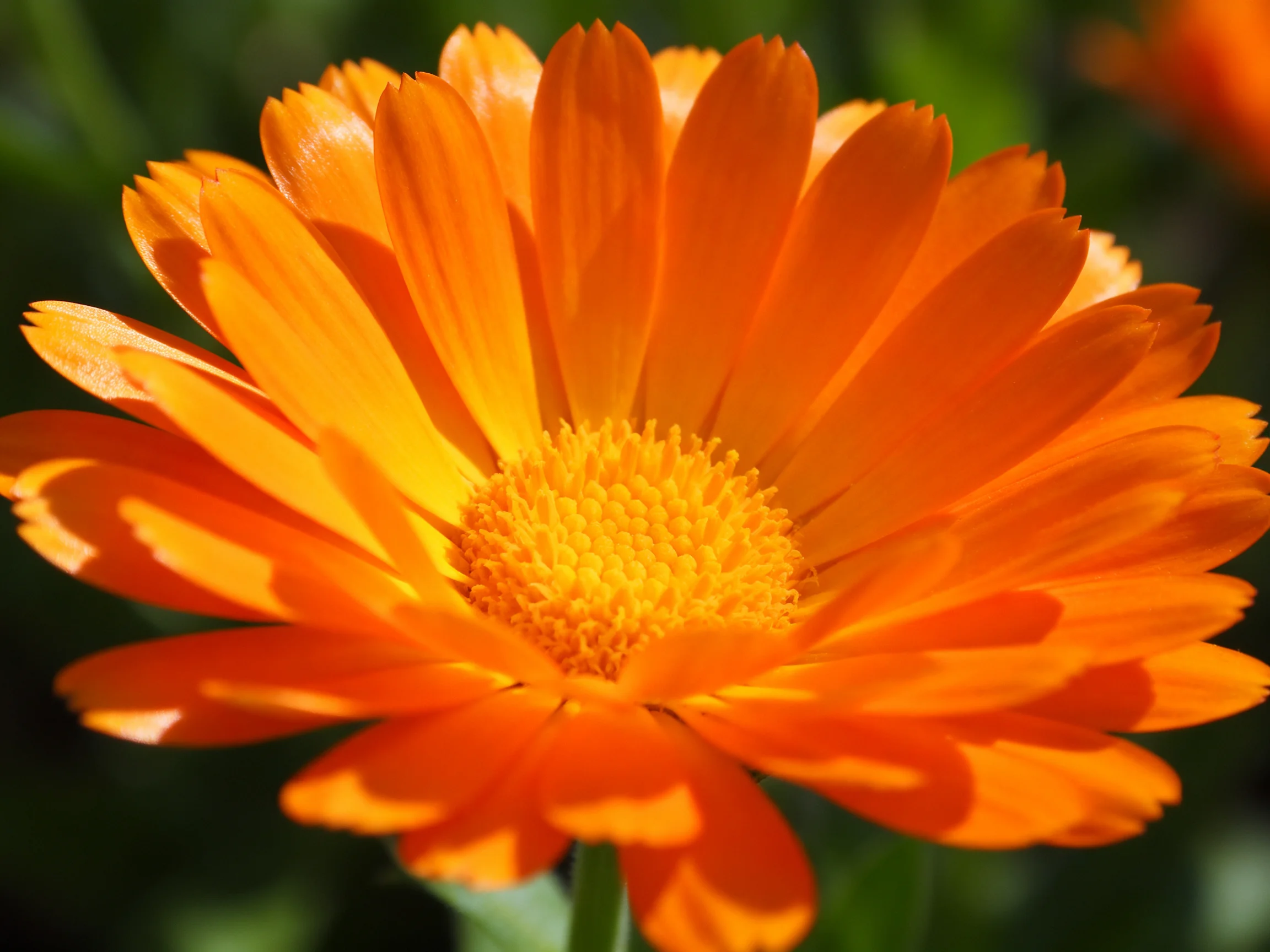 A vibrant orange marigold flower with layered petals