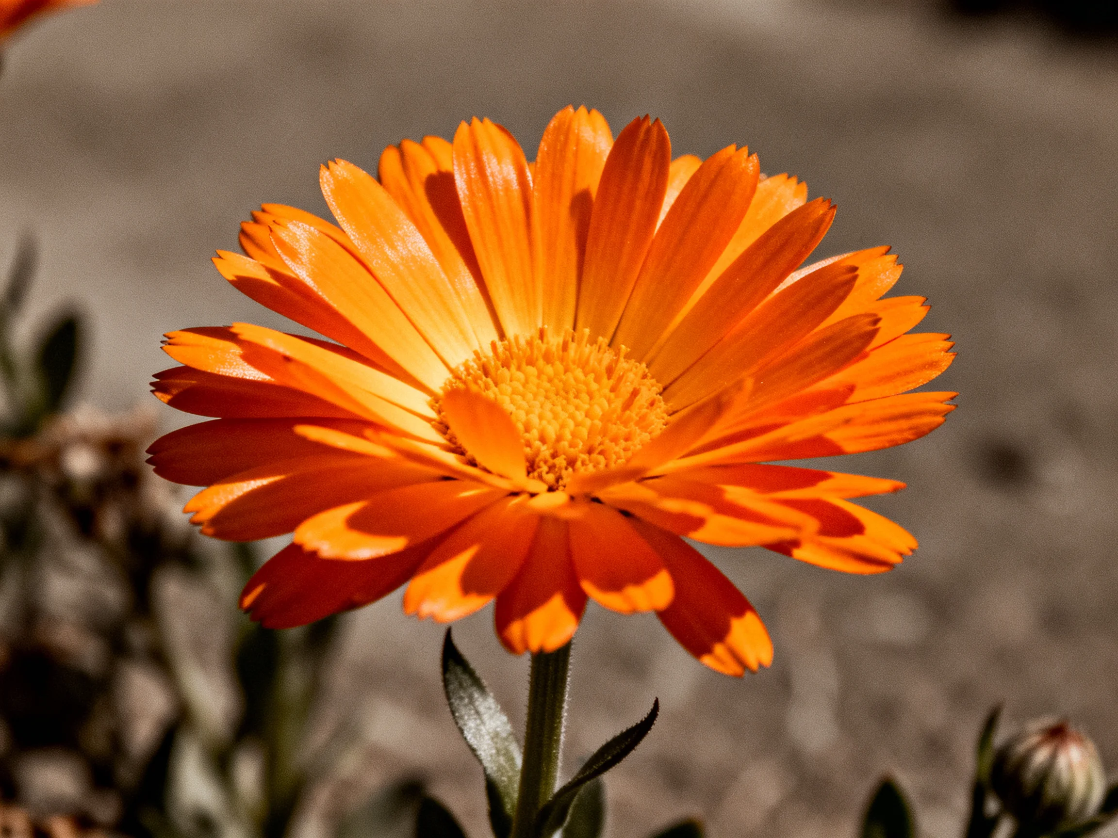 A vibrant orange marigold flower with layered petals