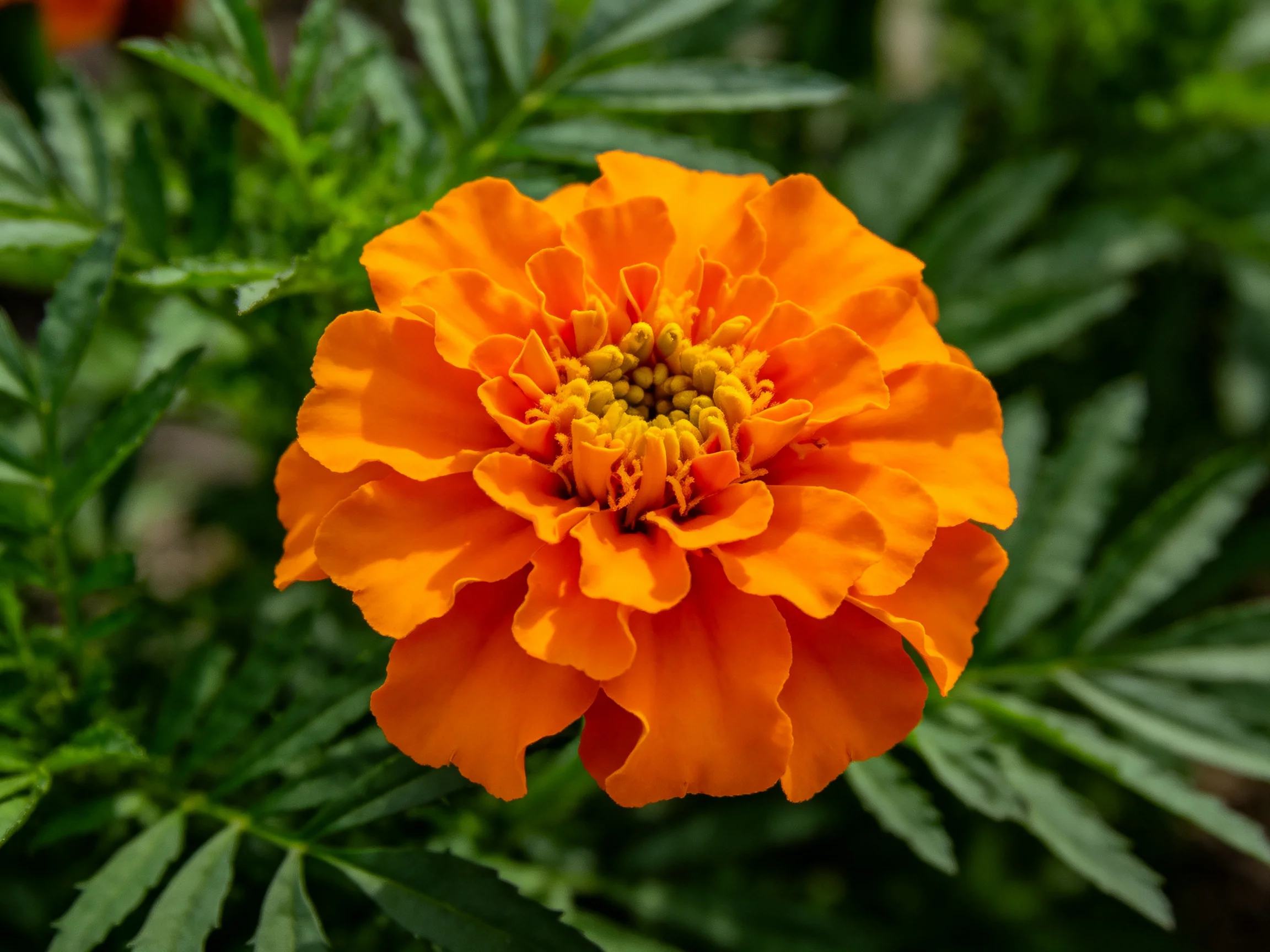 A vibrant orange marigold surrounded by lush green foliage