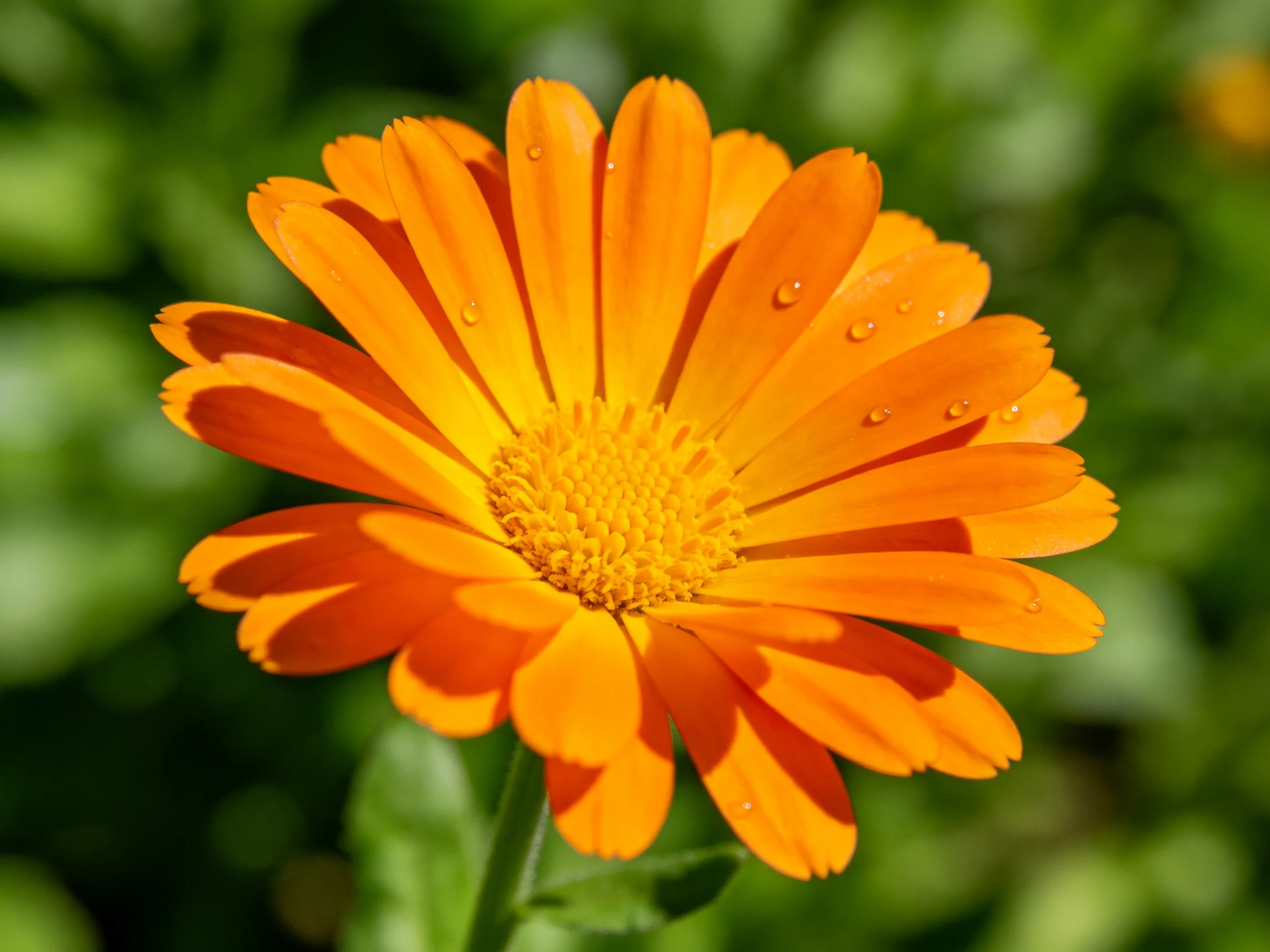 A vibrant orange marigold with dew drops amidst lush green foliage
