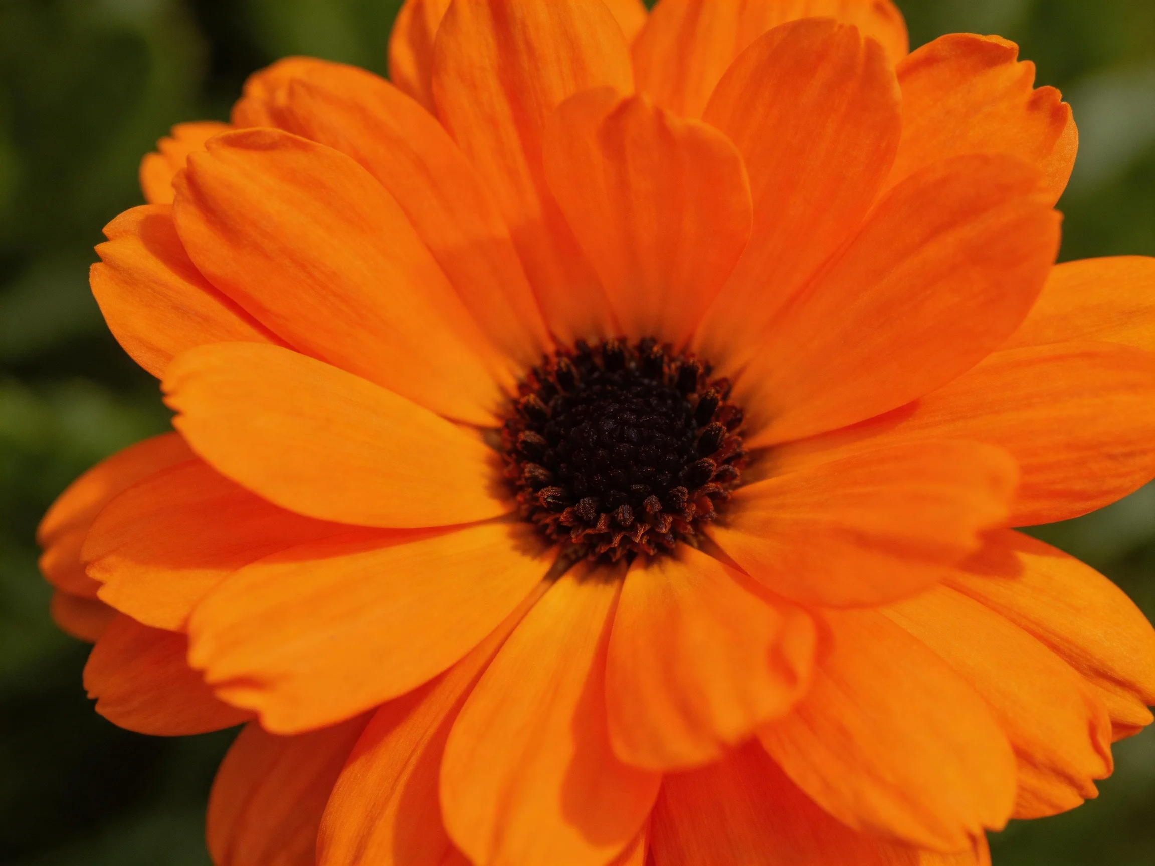 A vibrant orange marigold with layered petals and a dark central core