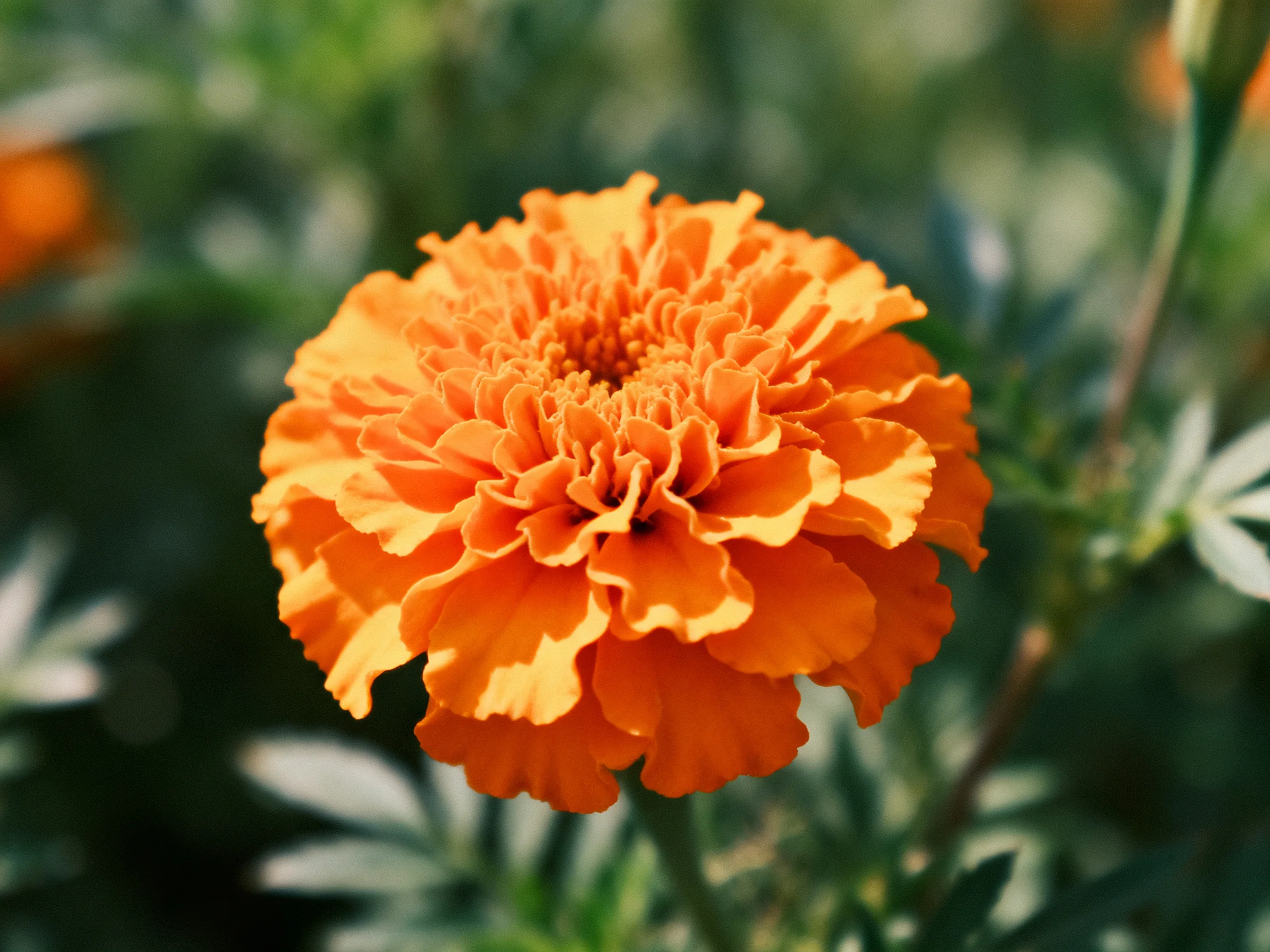 A vibrant orange marigold with layered petals stands out against greenery