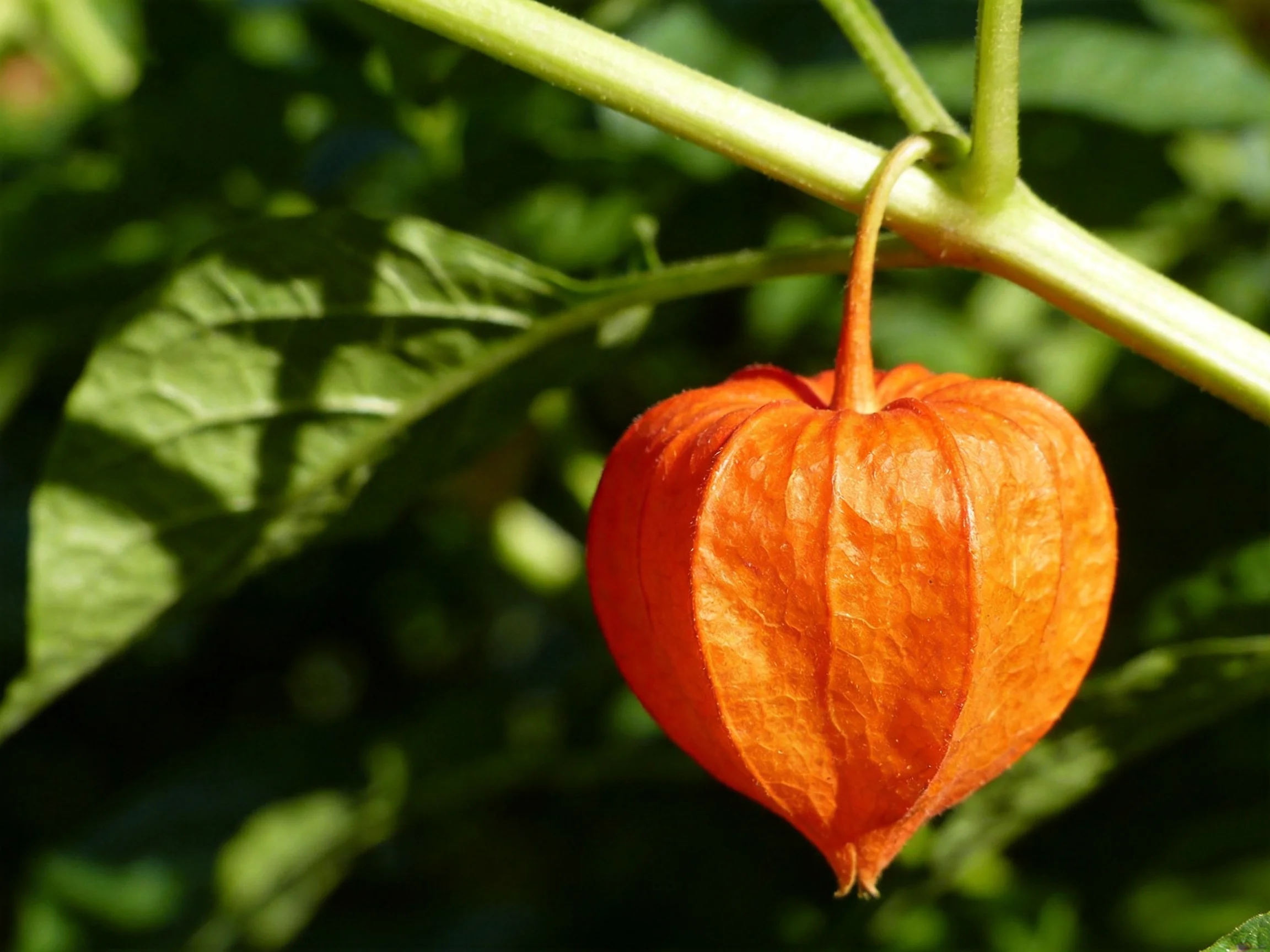 An orange physalis flower dangles from a green stem among green leaves