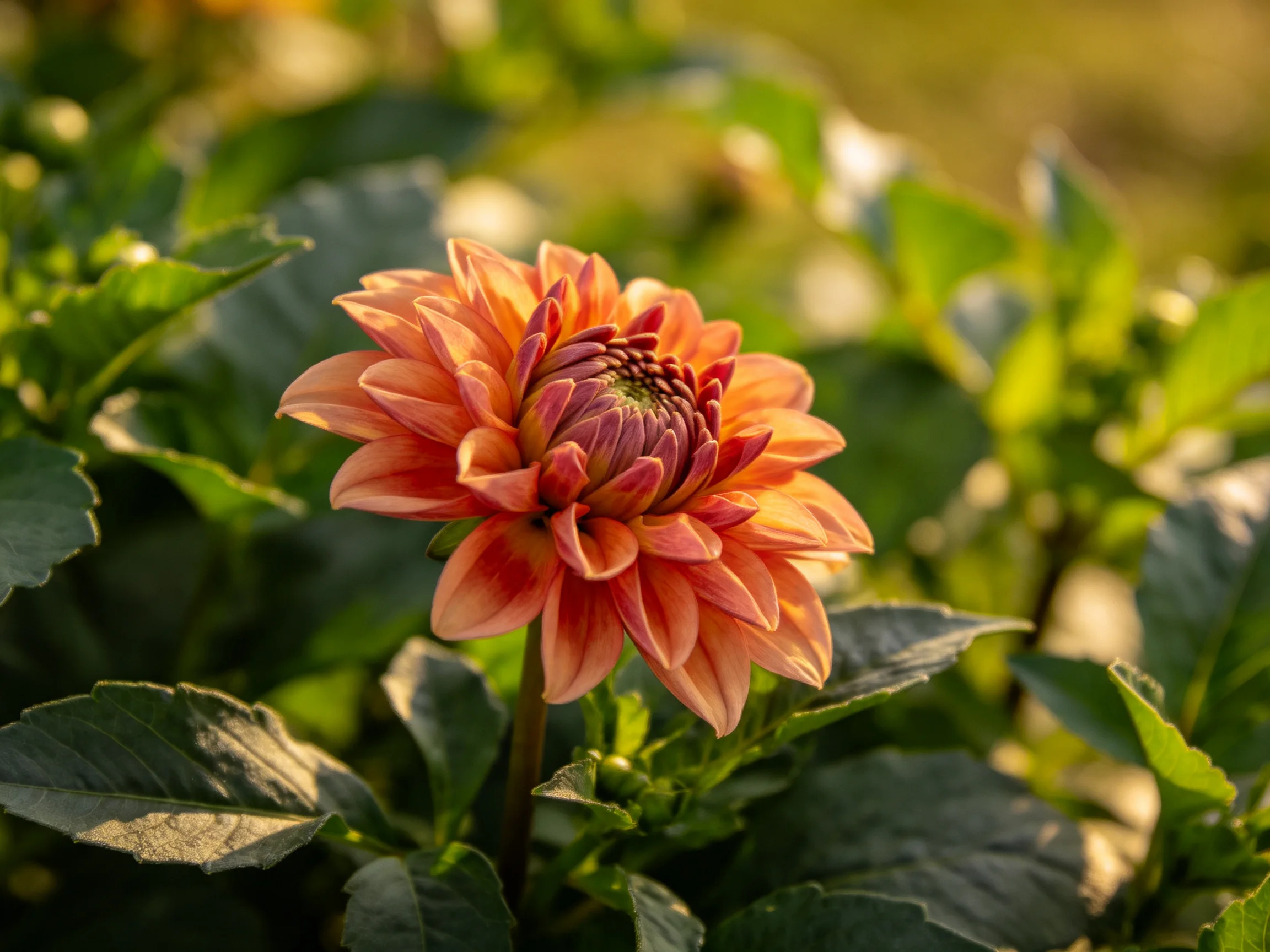 A vibrant orange-pink dahlia blooms among lush green foliage