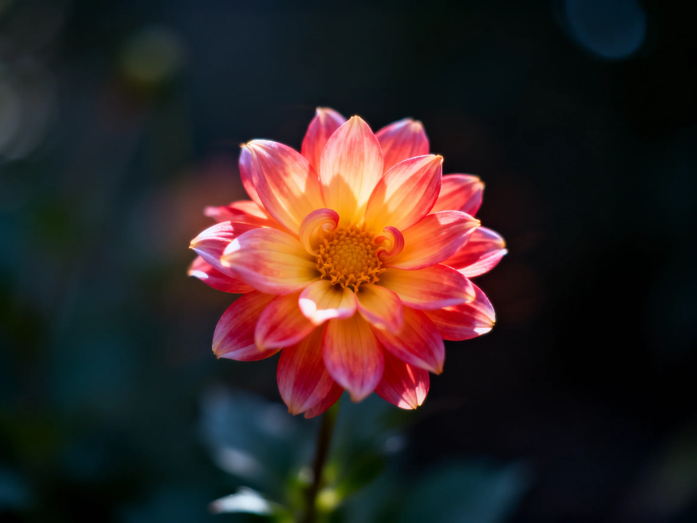 A vibrant orange-pink dahlia with layered petals against a dark backdrop