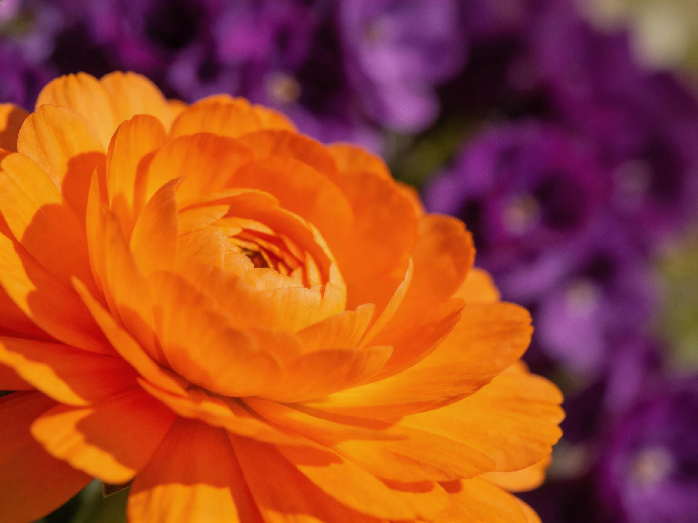 A bright orange flower is prominently displayed amid blurred purple flowers.
