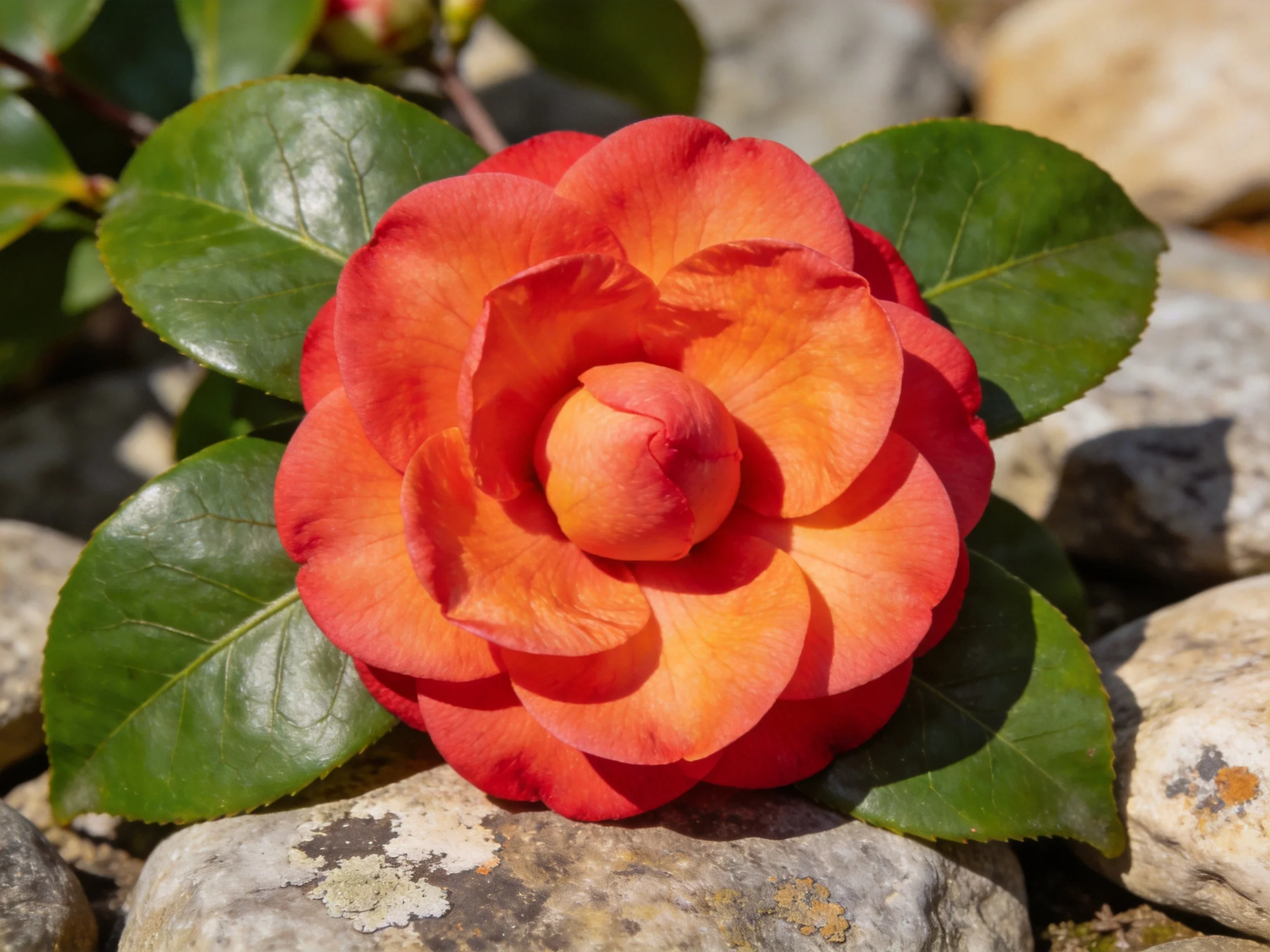 A vibrant orange-red camellia blooms among smooth gray stones
