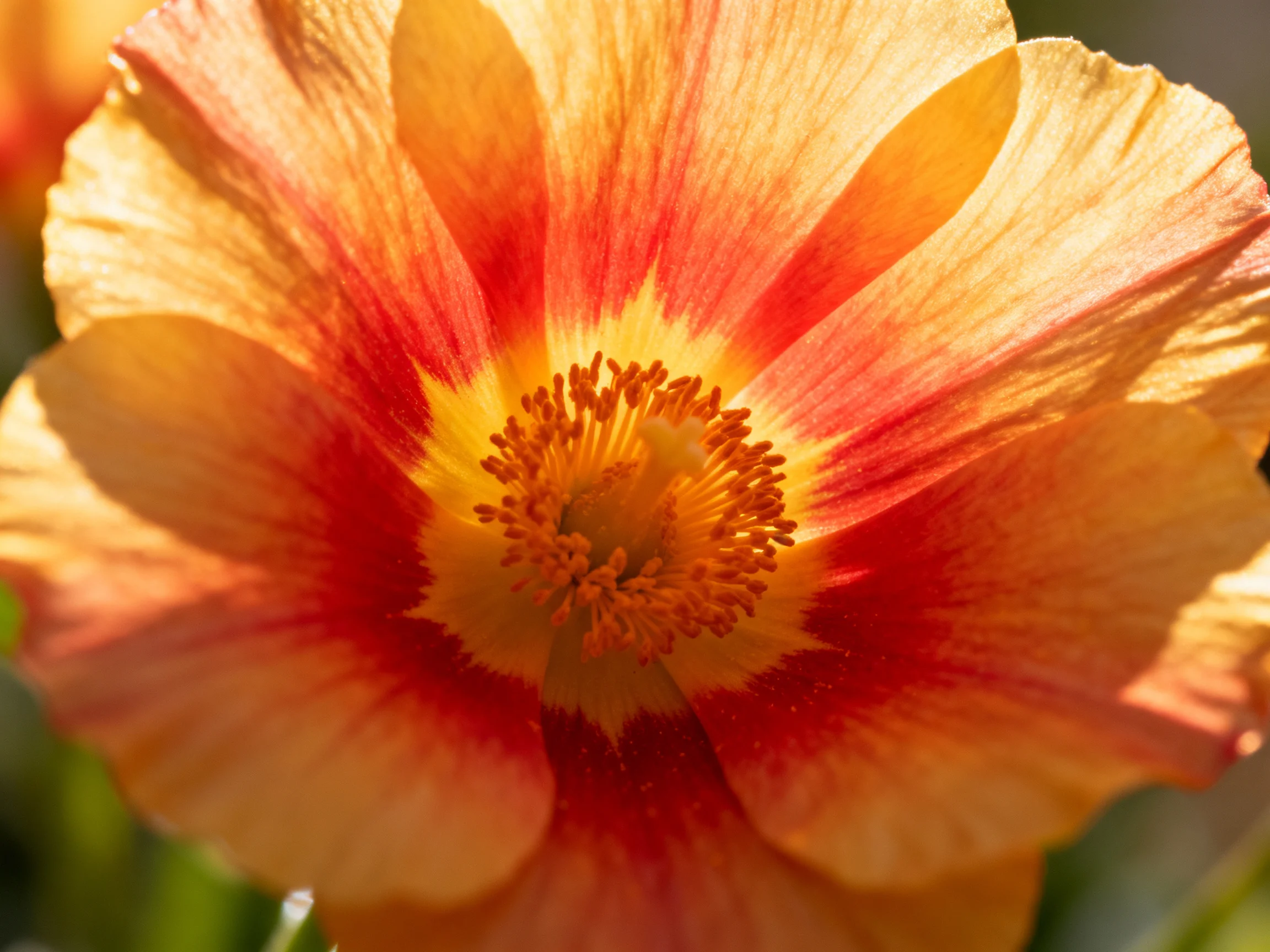 A vibrant orange-red flower with bright yellow center