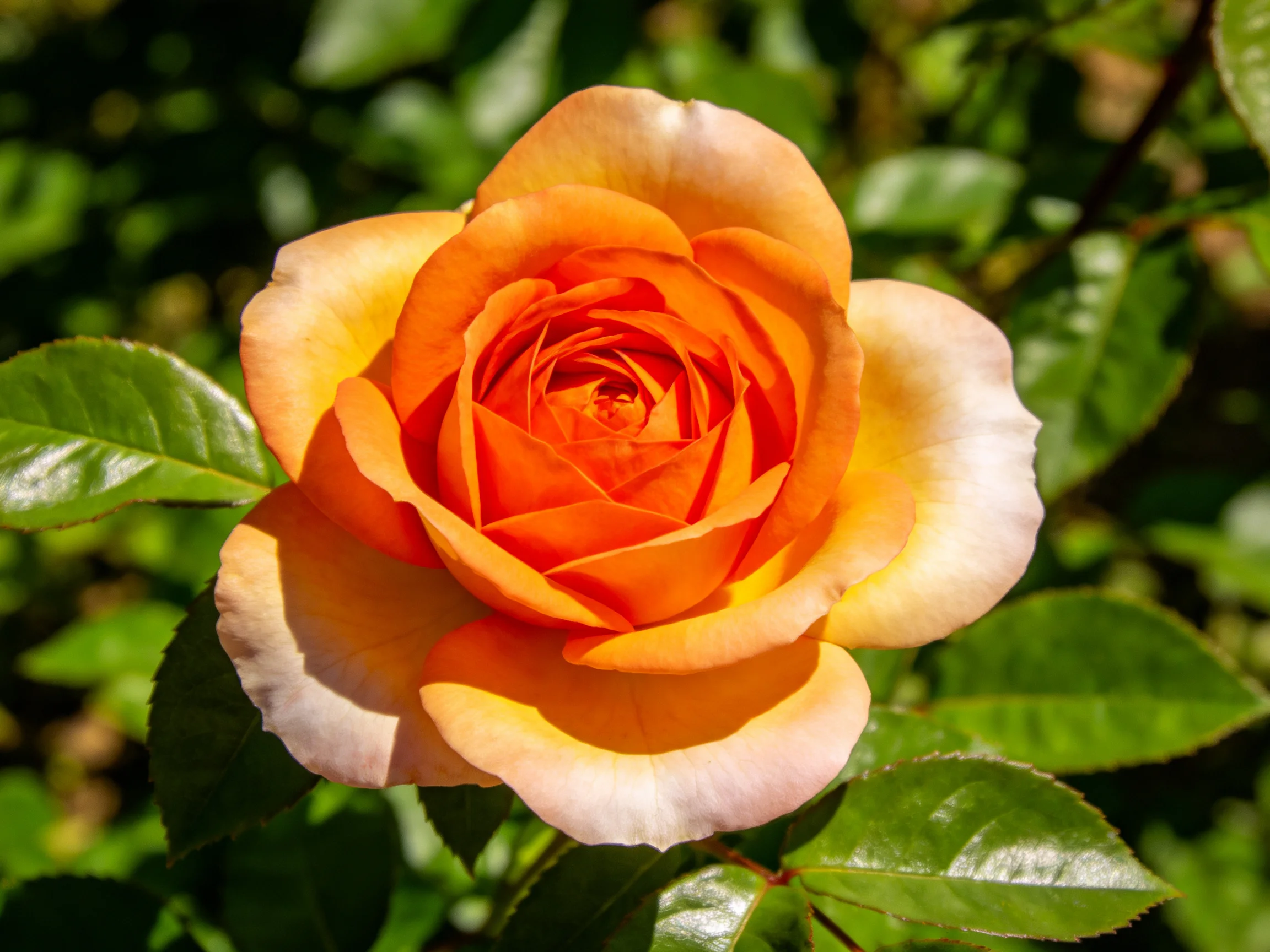 A vibrant orange rose blooms amidst lush green foliage