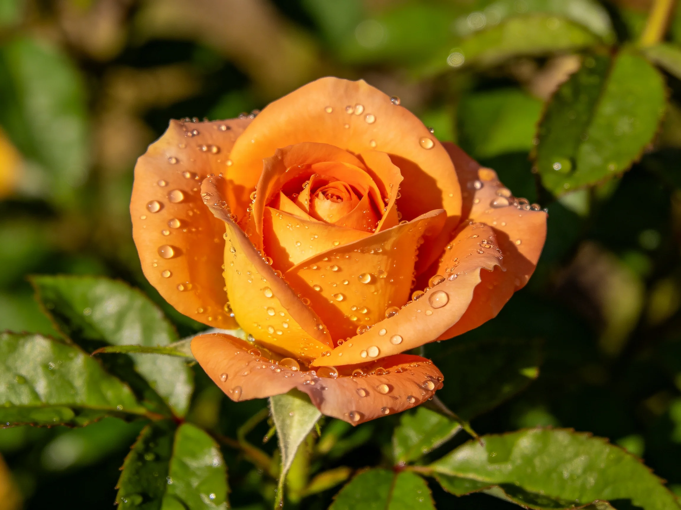 A vibrant orange rose with dewdrops amid lush green foliage
