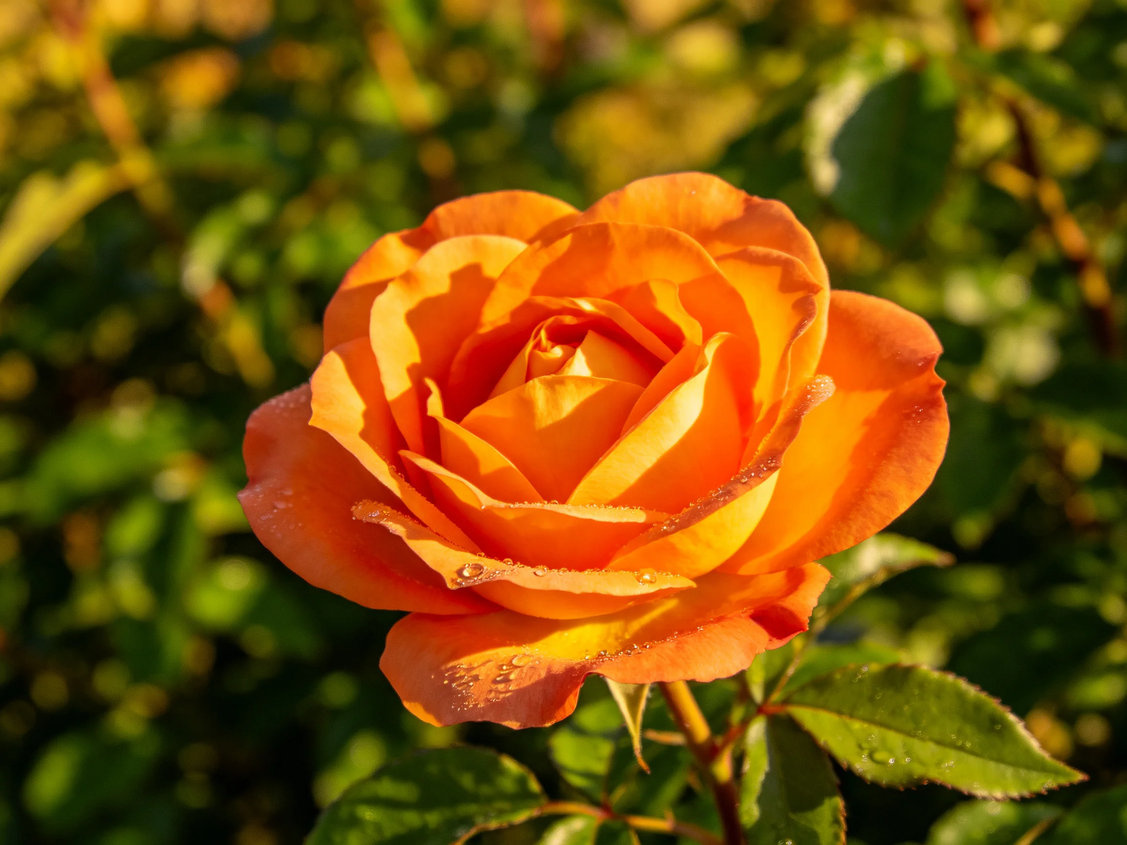 A vibrant orange rose with dewy petals amid green foliage