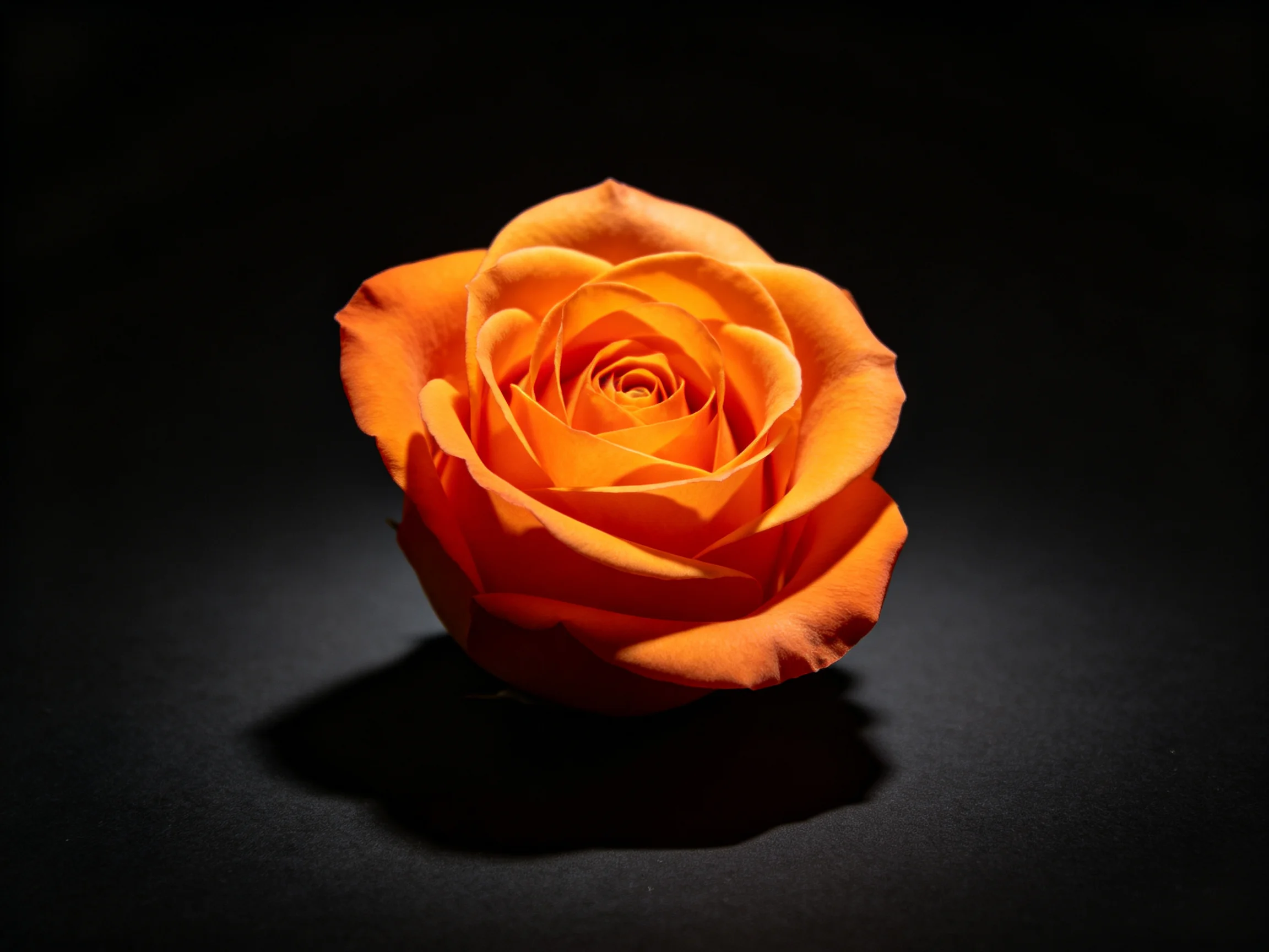 A vibrant orange rose with layered petals on a dark backdrop