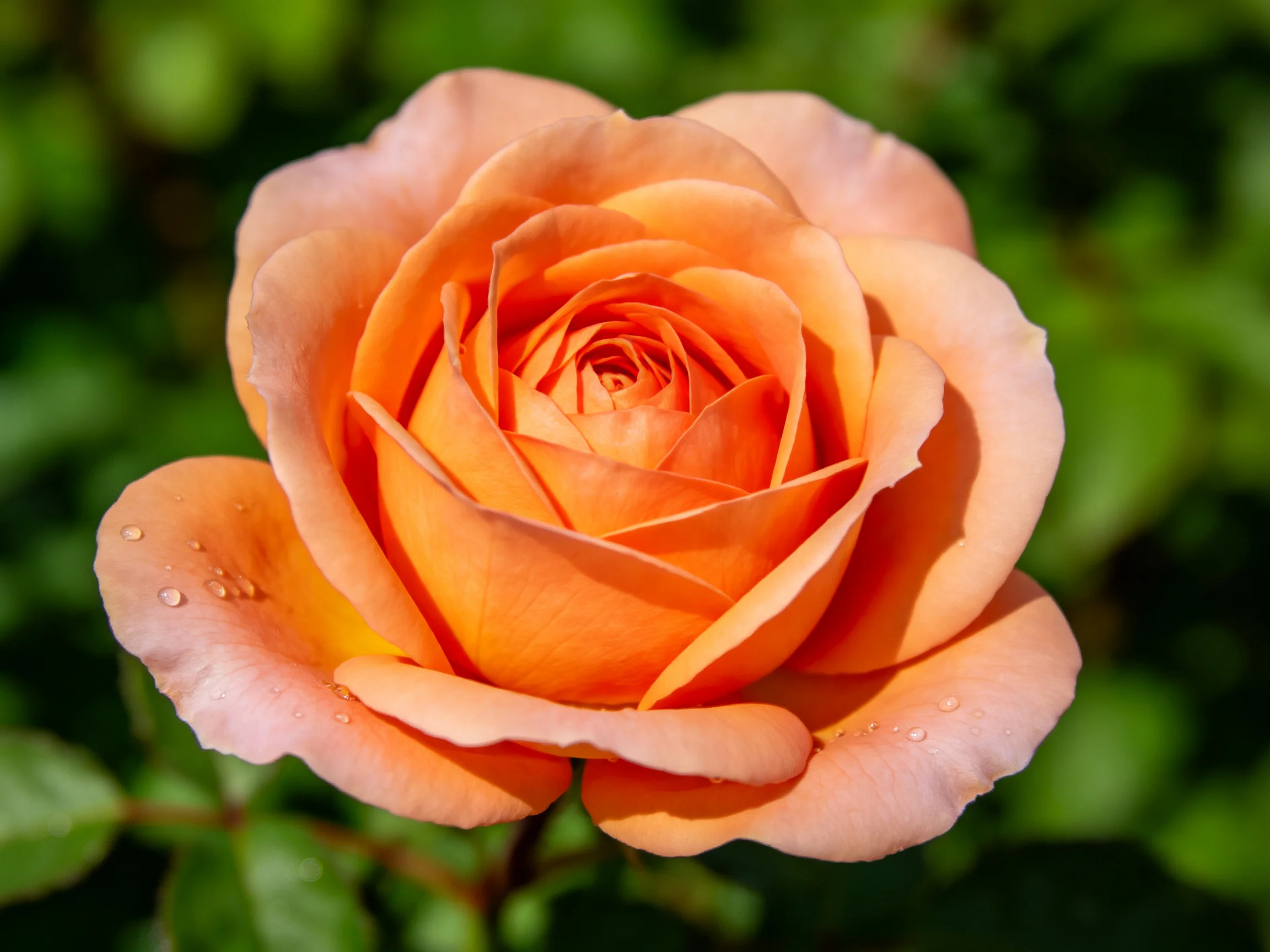 A vibrant orange rose with water droplets against green foliage