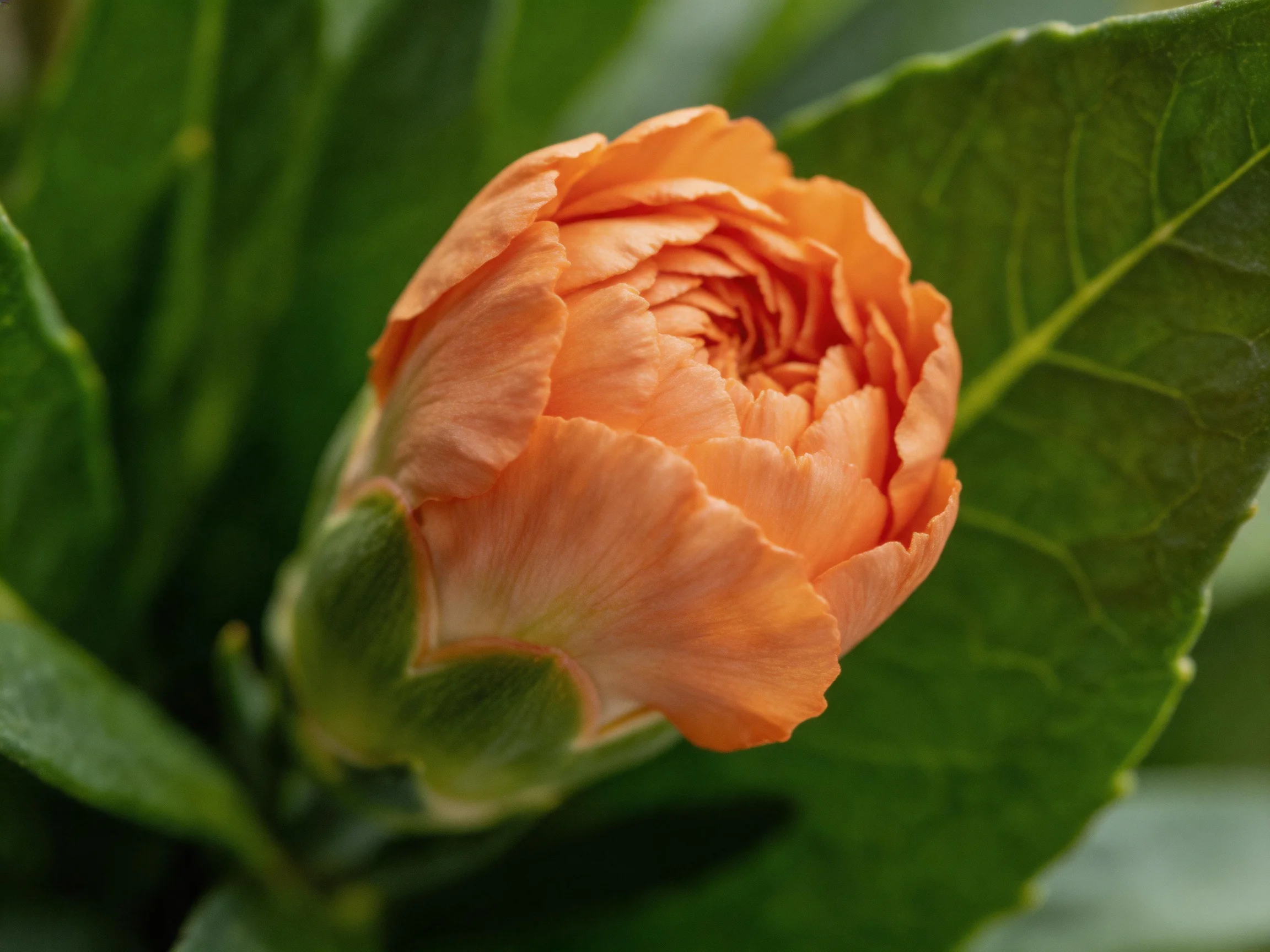 A vibrant orange rosebud nestled among lush green foliage