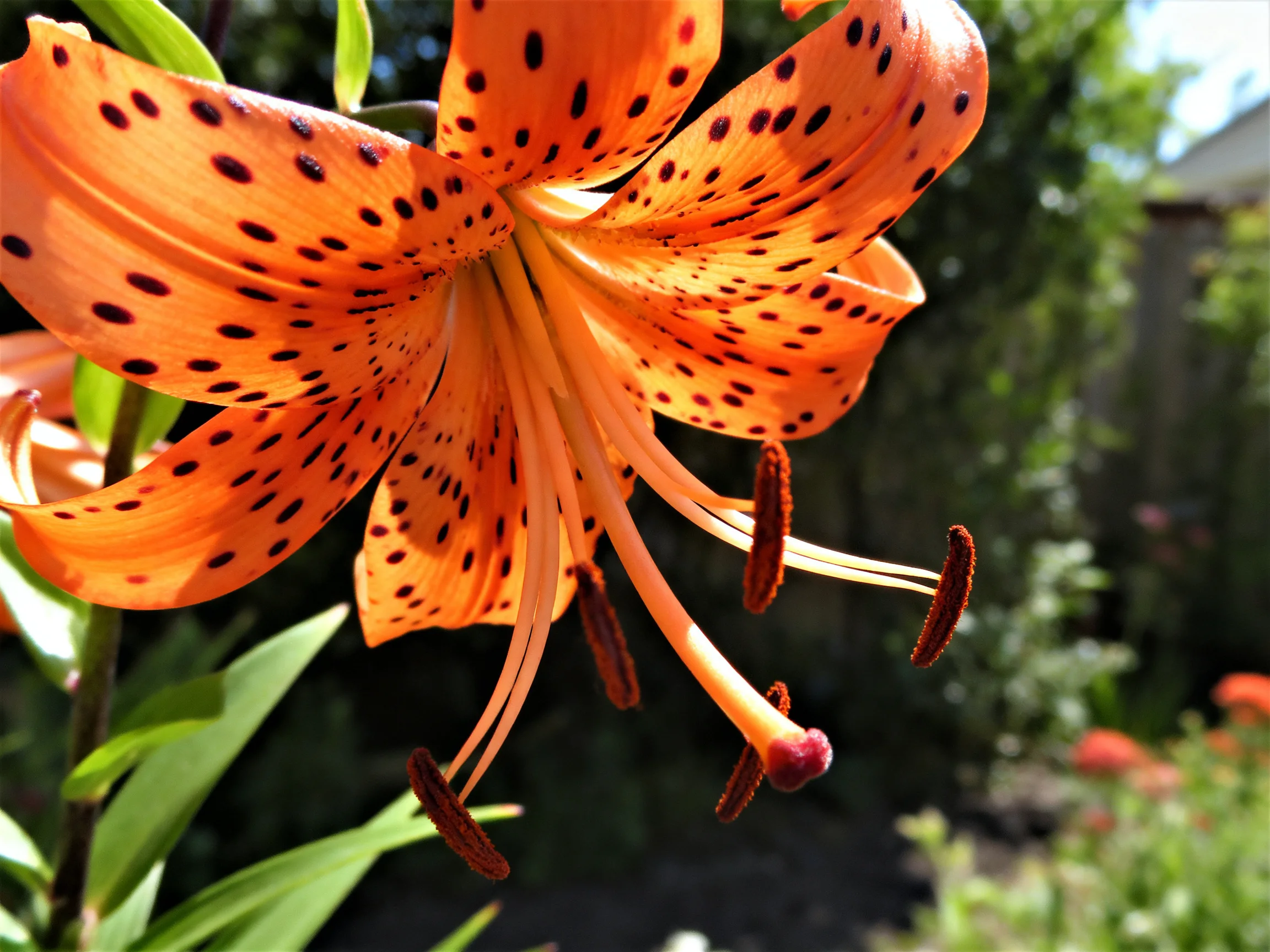 A vibrant orange tiger lily with dark spots blooms in a sunlit garden