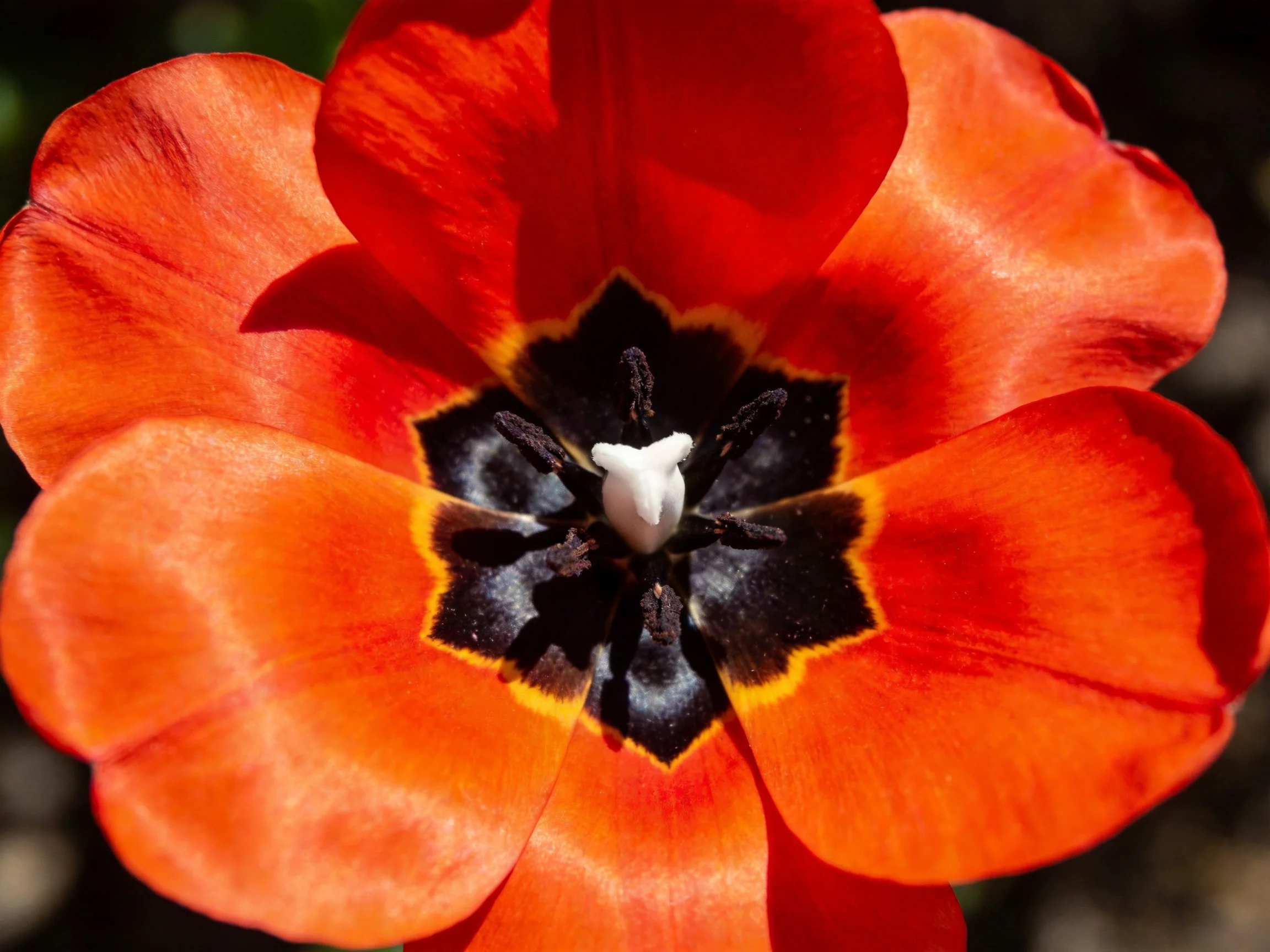 A vibrant orange tulip with a bold black central design