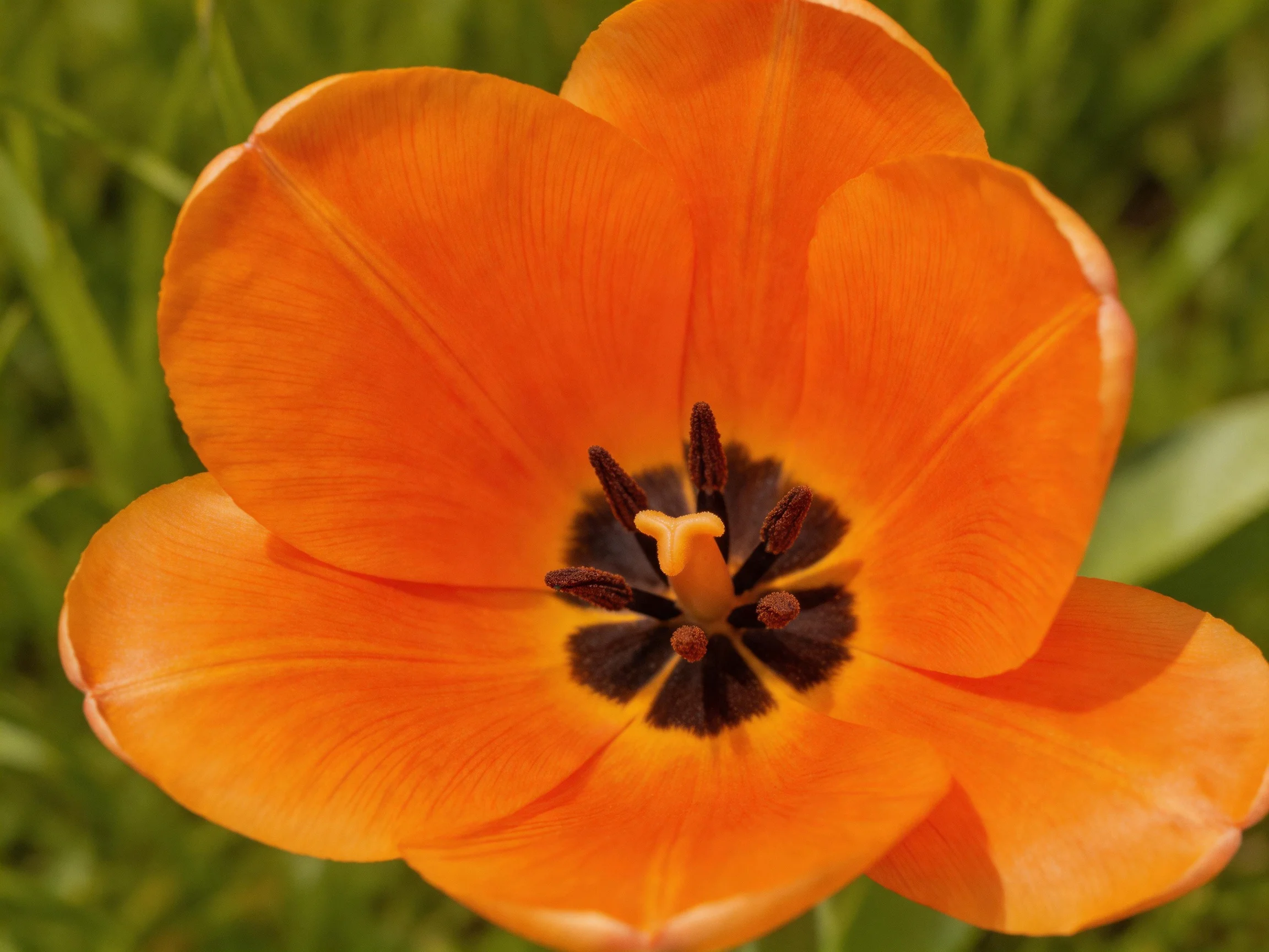 A vibrant orange tulip with a dark central pattern against green foliage