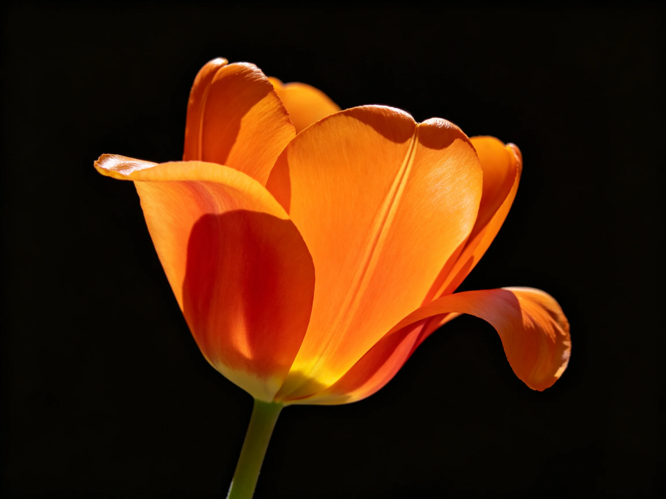 A vibrant orange tulip with curved petals against a dark backdrop