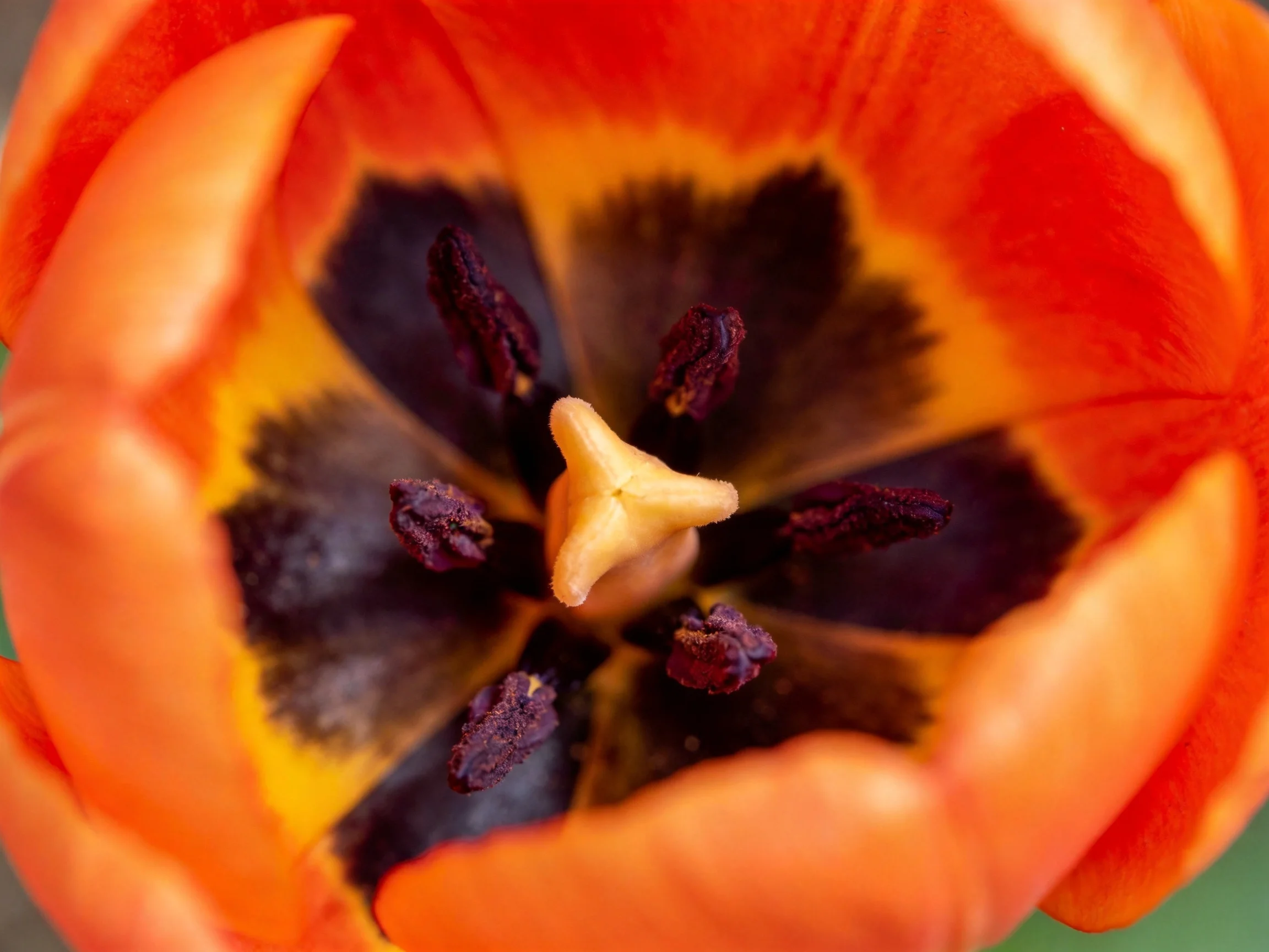 A vibrant orange tulip with dark brown stamens and yellow accents