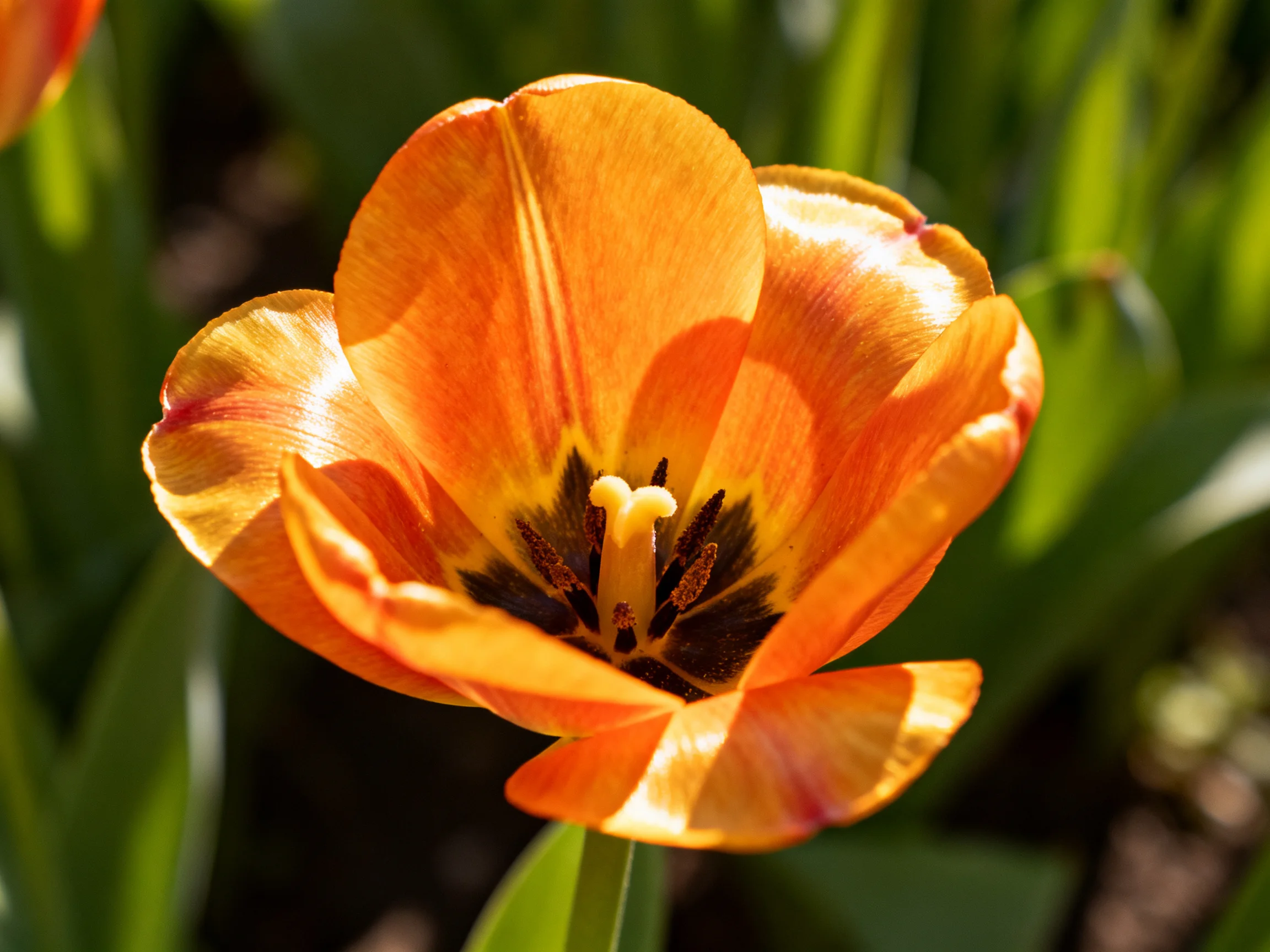 A vibrant orange tulip with yellow and dark central markings