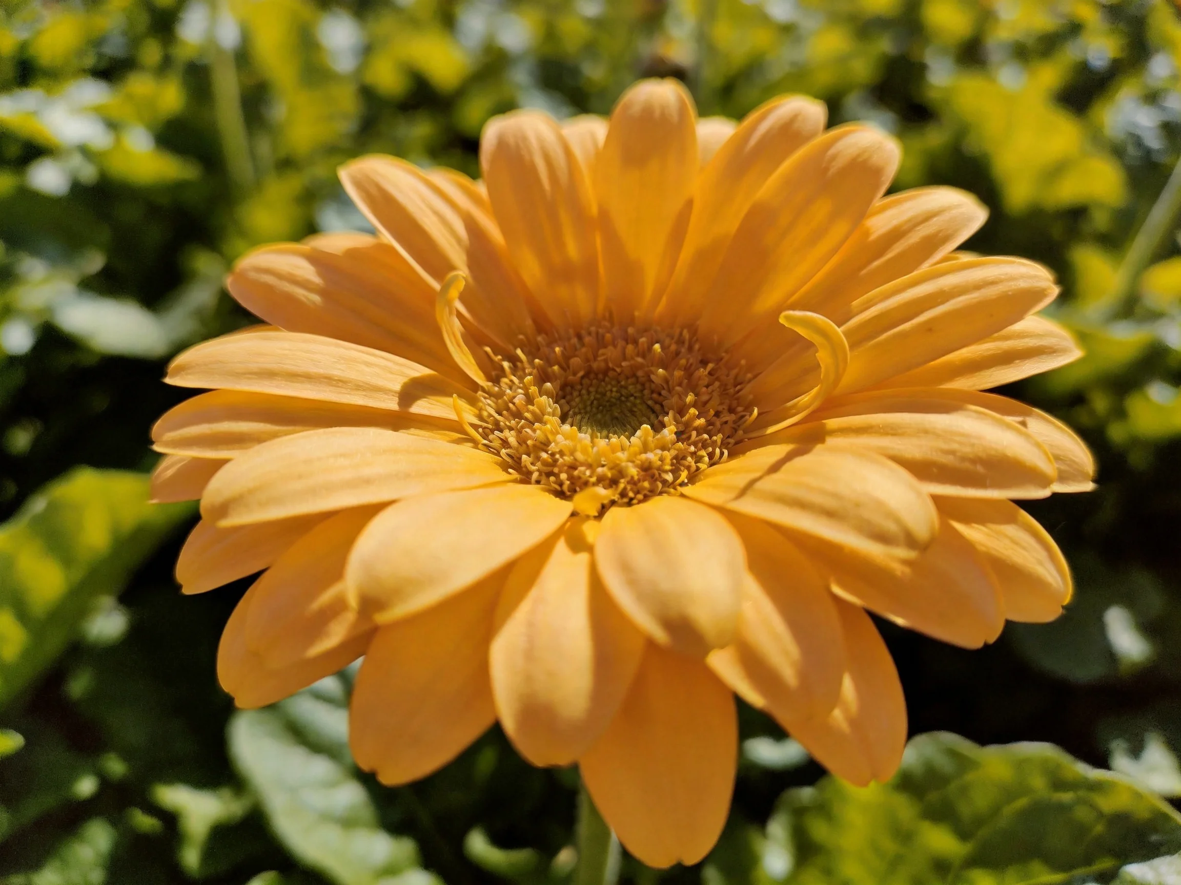 A vibrant orange-yellow gerbera daisy surrounded by lush green foliage