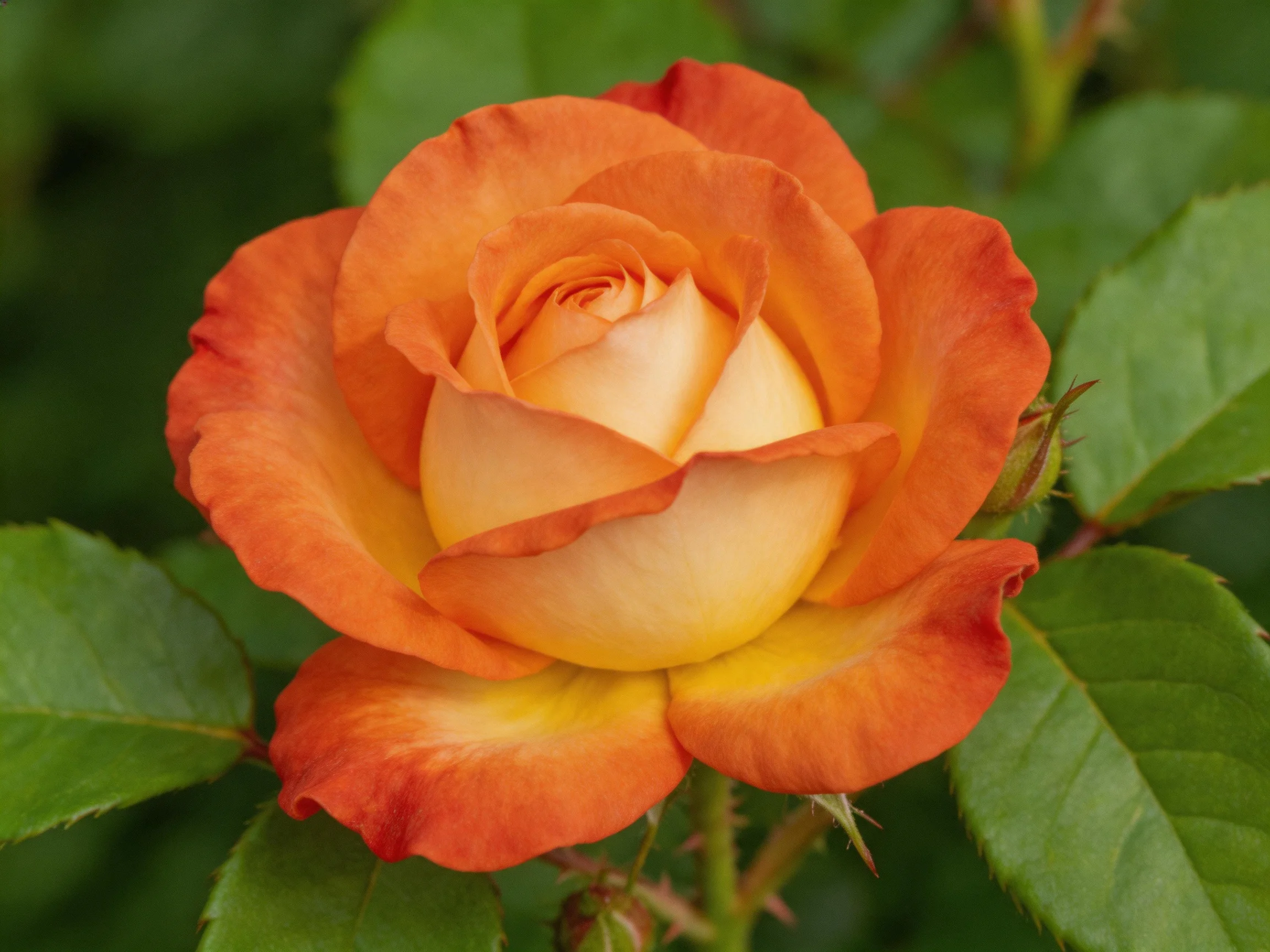A vibrant orange-yellow rose blooms amidst lush green foliage