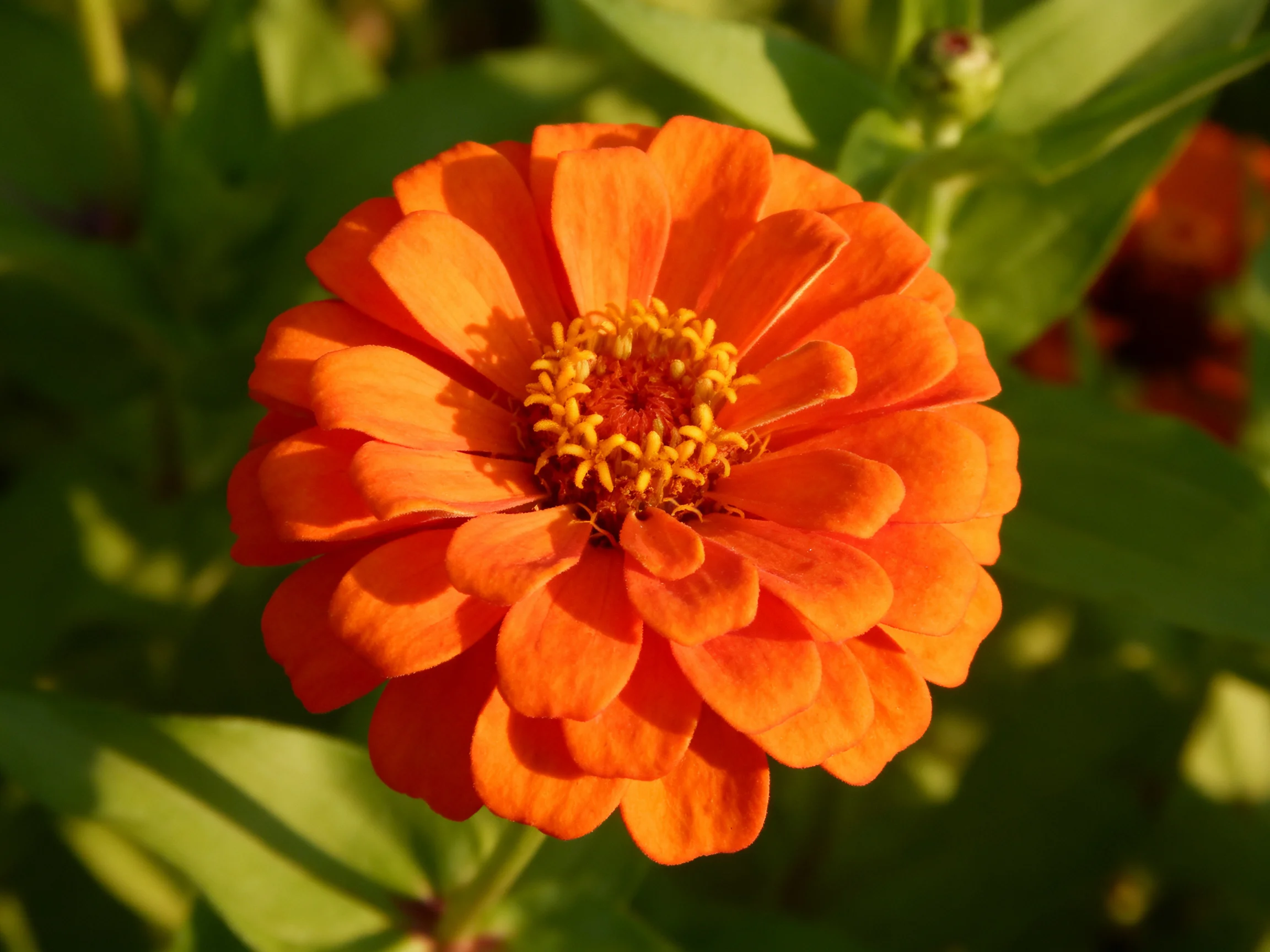 A vibrant orange zinnia flower surrounded by lush green foliage
