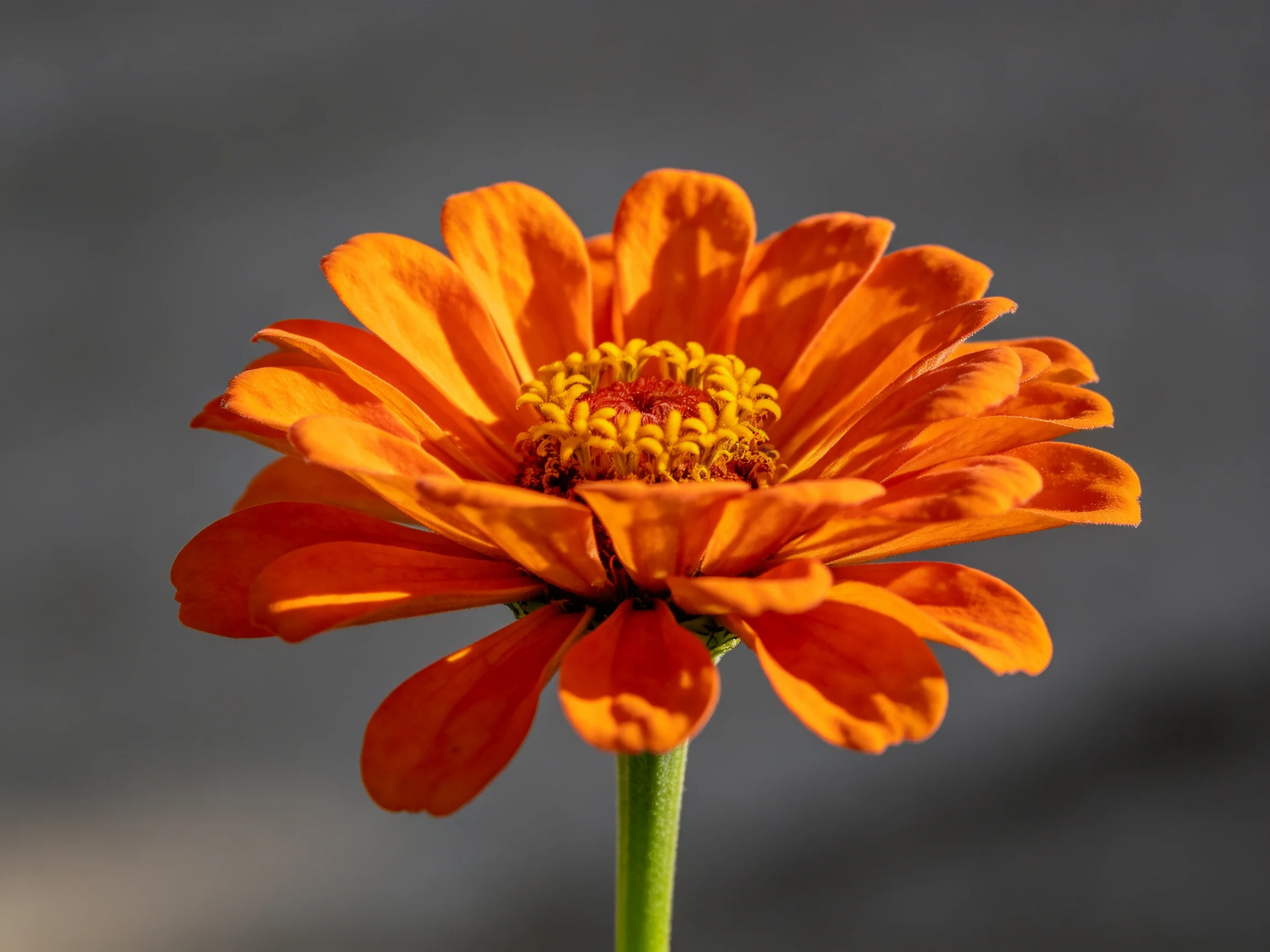 A vibrant orange zinnia with a yellow center against a muted gray backdrop