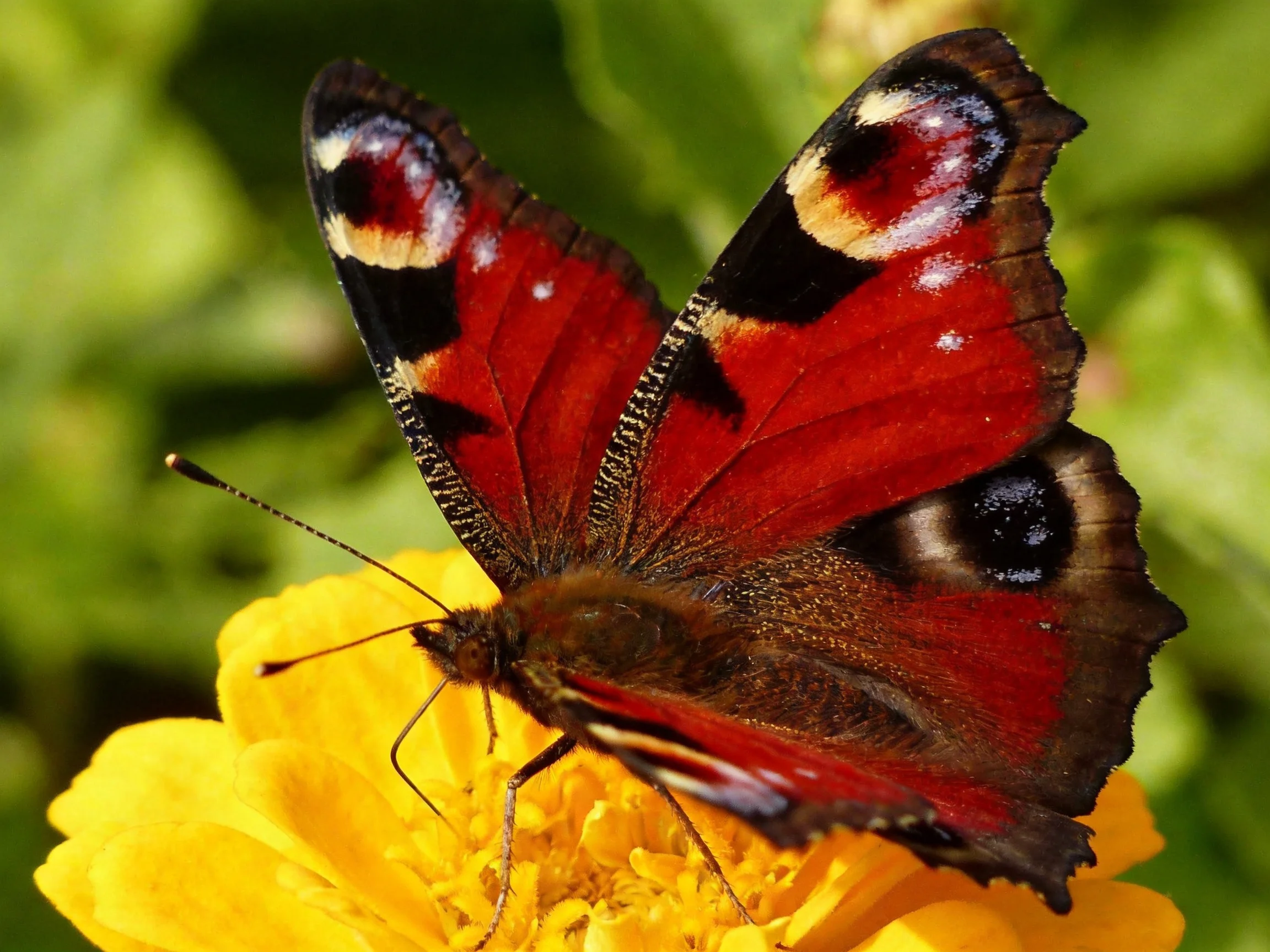 A vibrant peacock butterfly with red, black, and white wings on a yellow flower