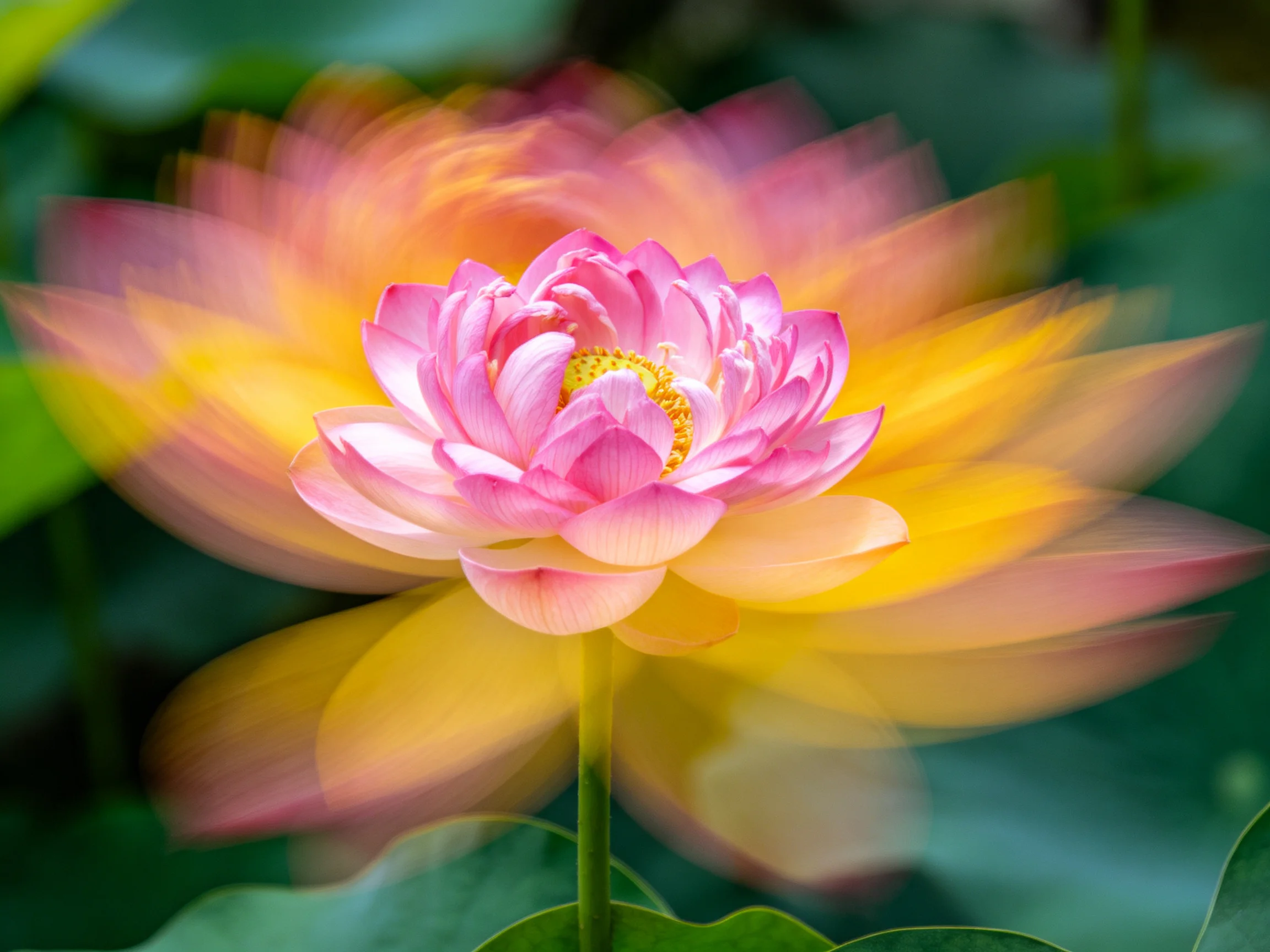 A vibrant pink and golden lotus flower with motion blur effect