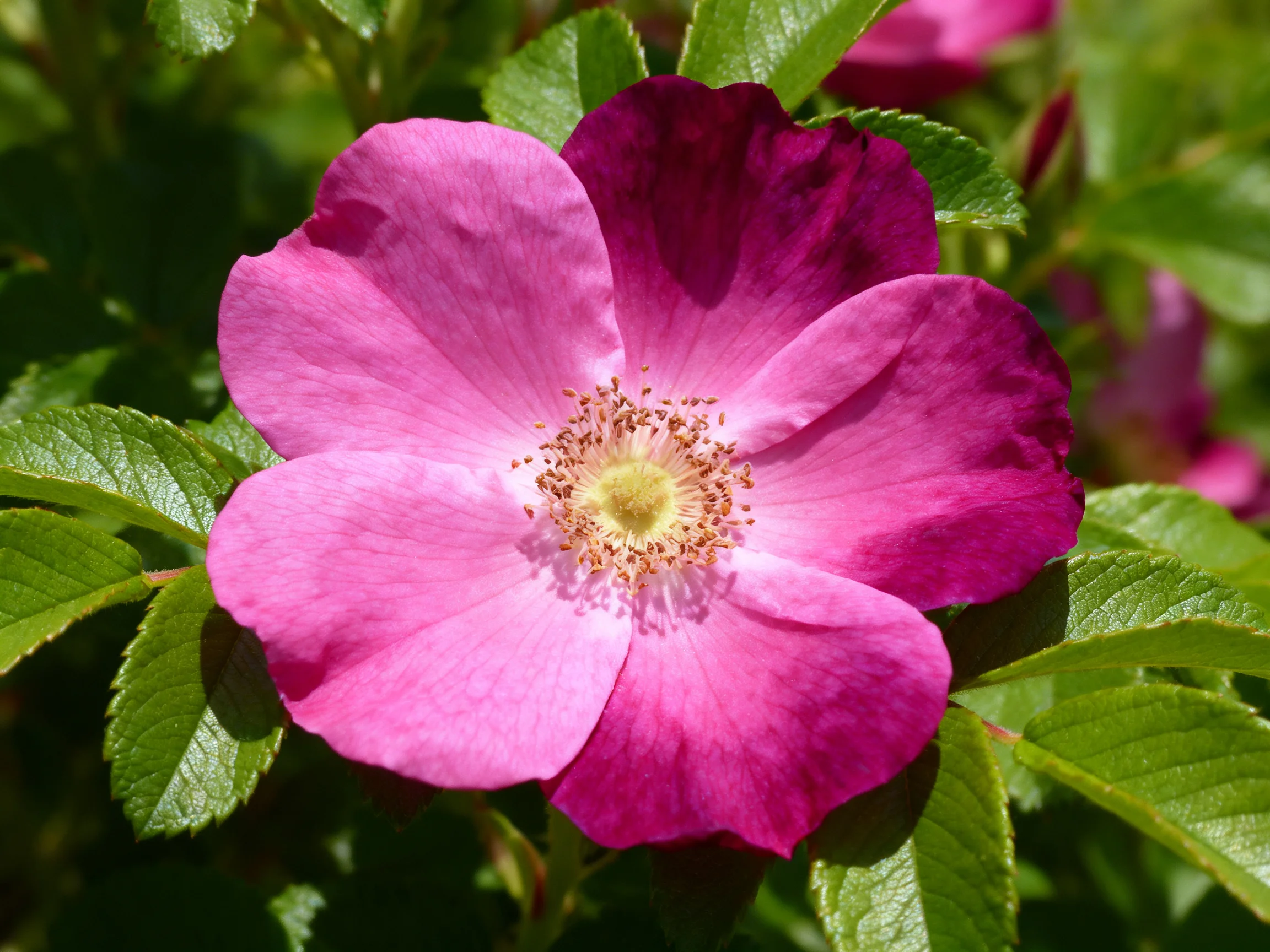 A vibrant pink and magenta wildflower with green foliage