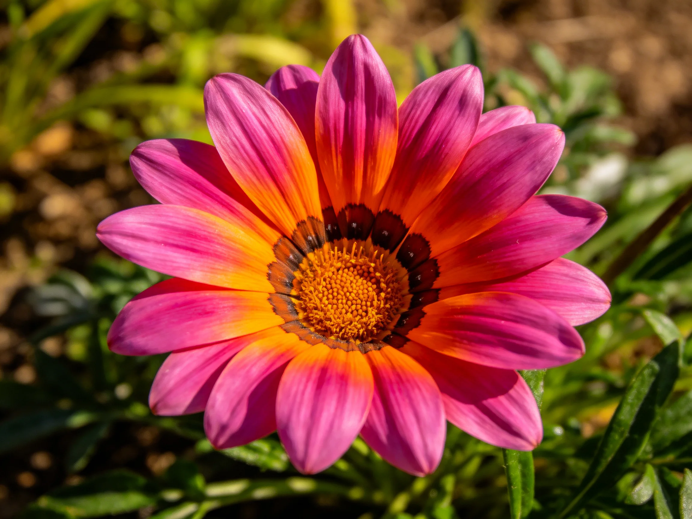 A vibrant pink and orange gazania flower with a golden center