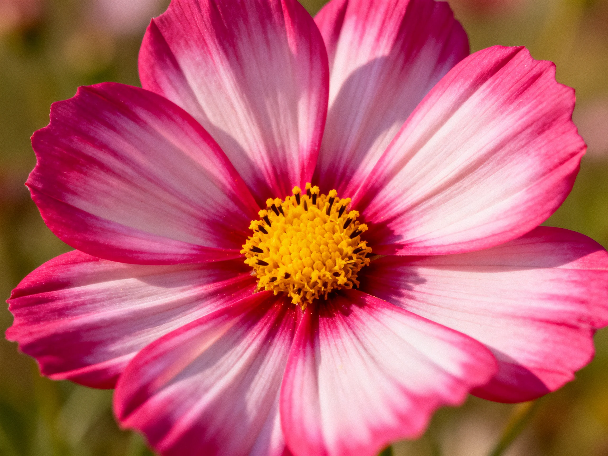 A vibrant pink and white cosmos flower with a bright yellow center
